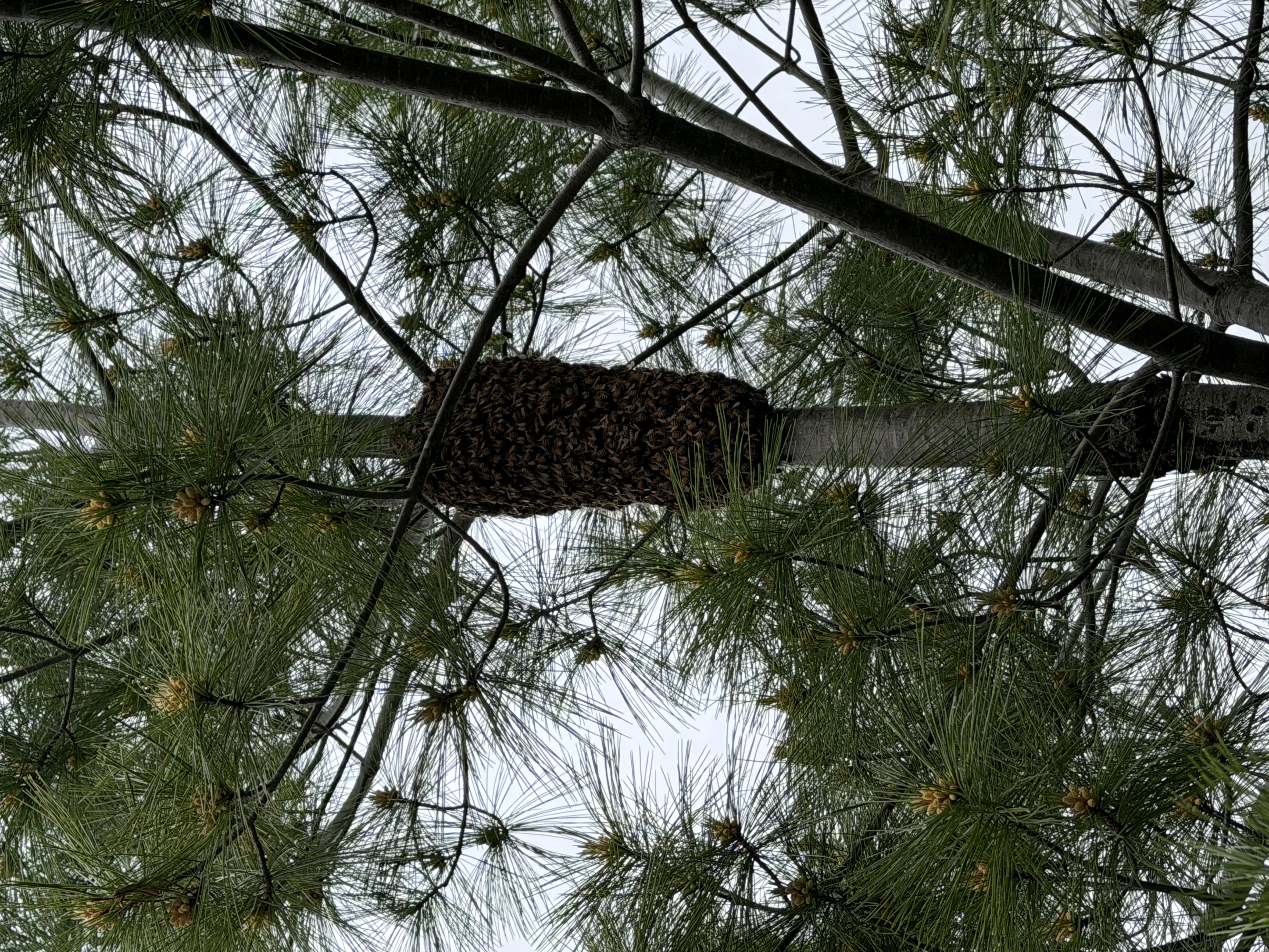 What Happens After You Report a Bee Swarm in Washington