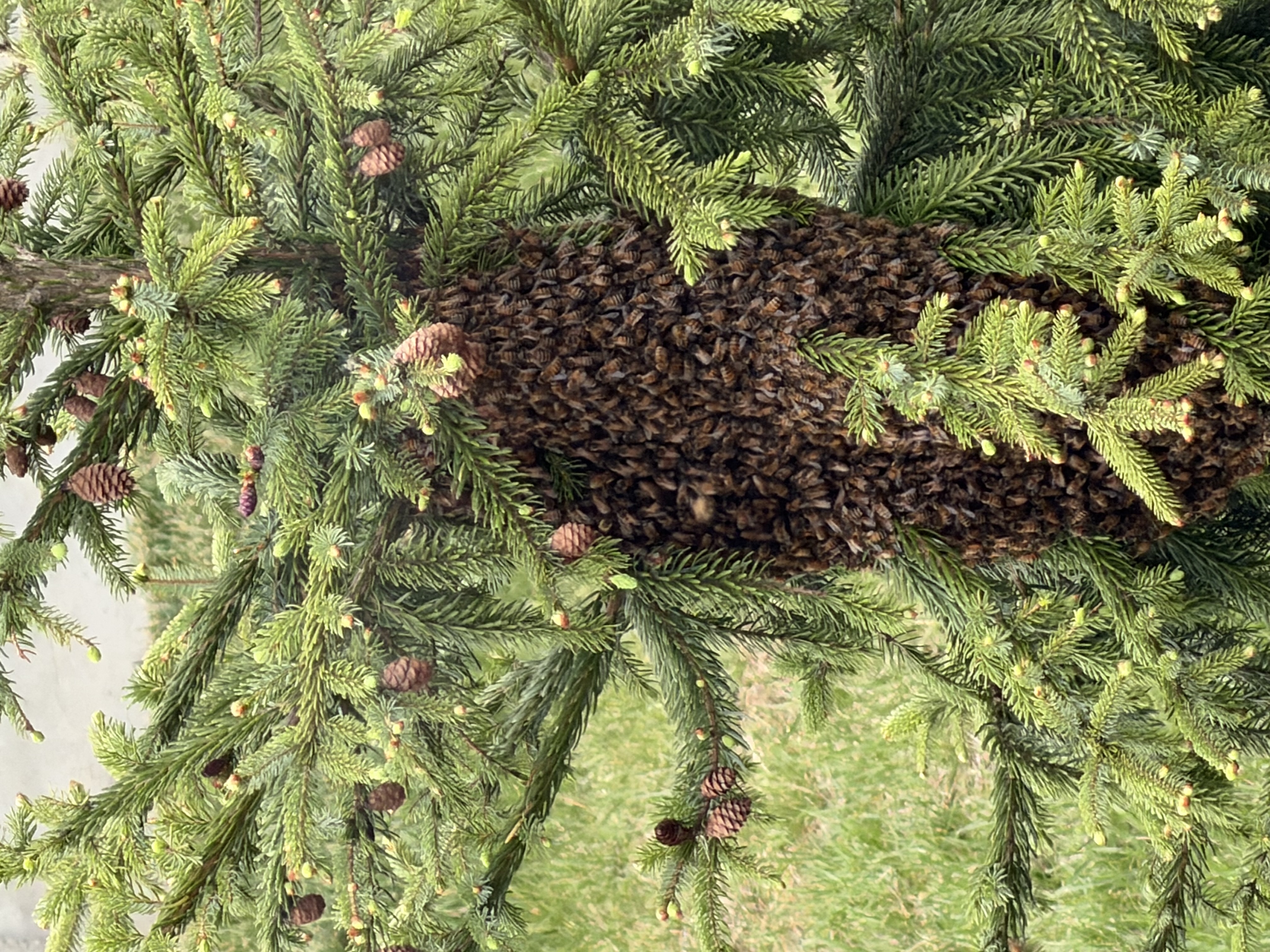 Vermont's Bee Swarm Season: A Guide for Residents