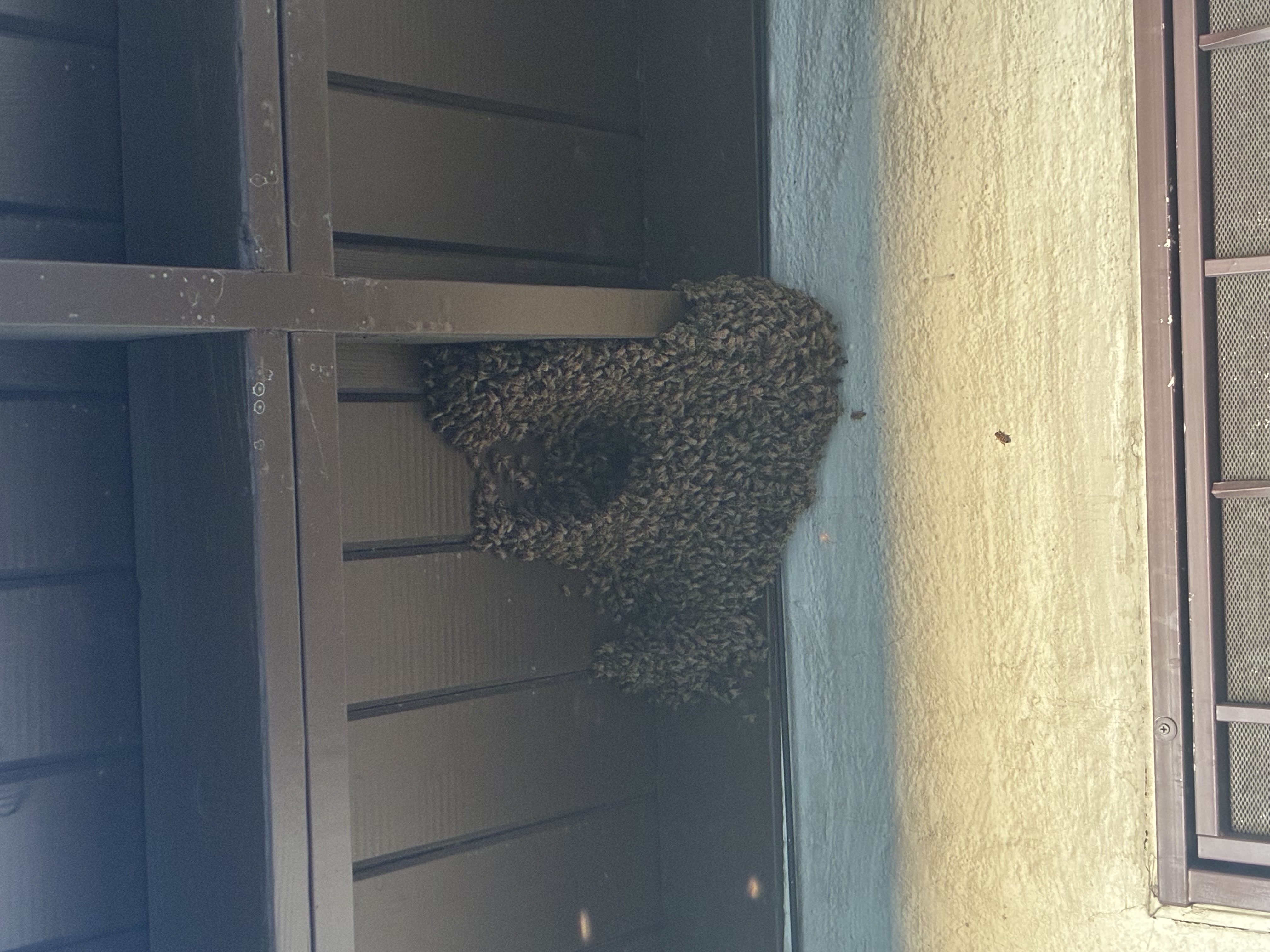 Reported a Bee Swarm in Maine? What Happens Next