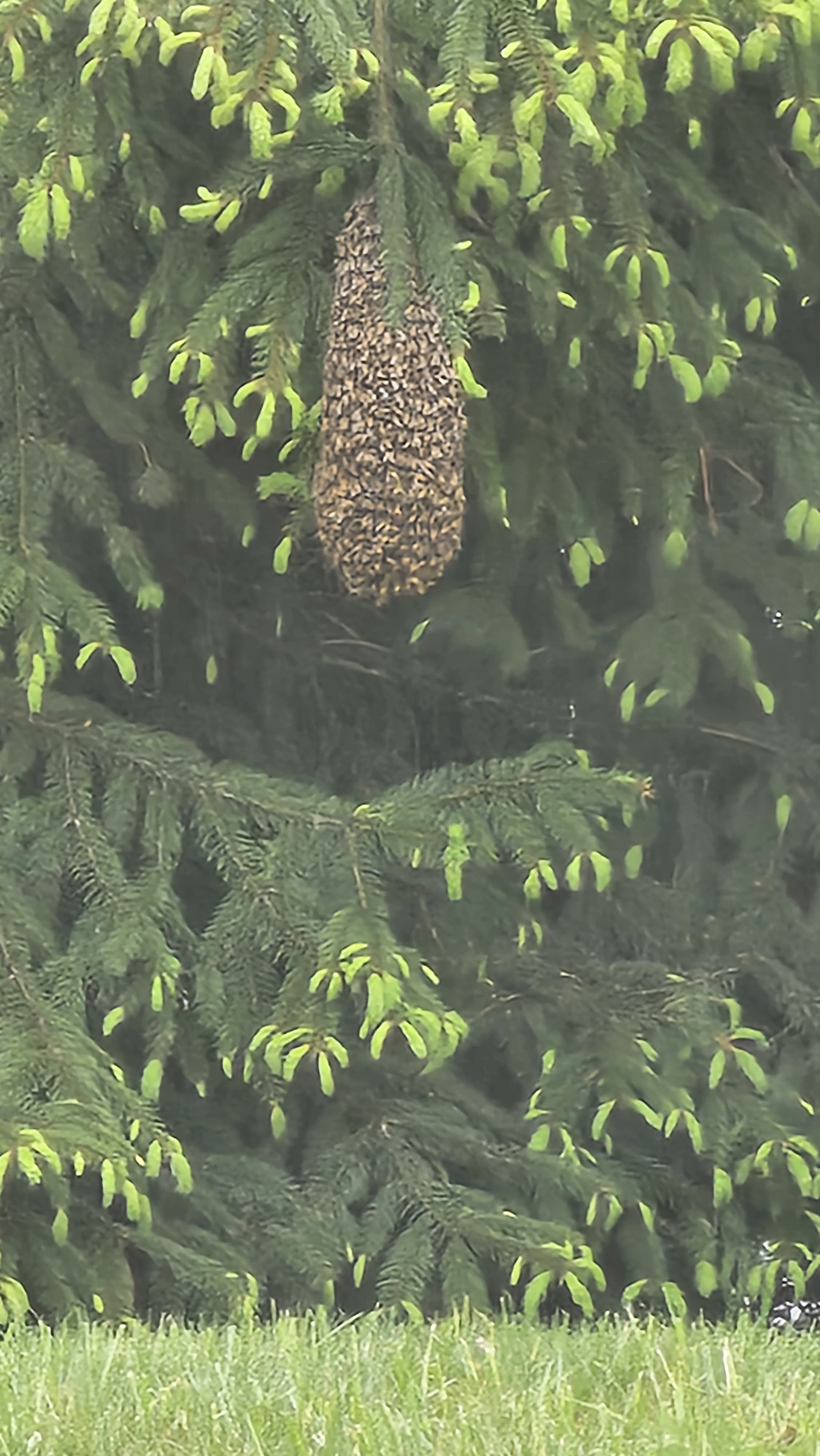 Reported a Bee Swarm in South Dakota? Here's What Happens Next