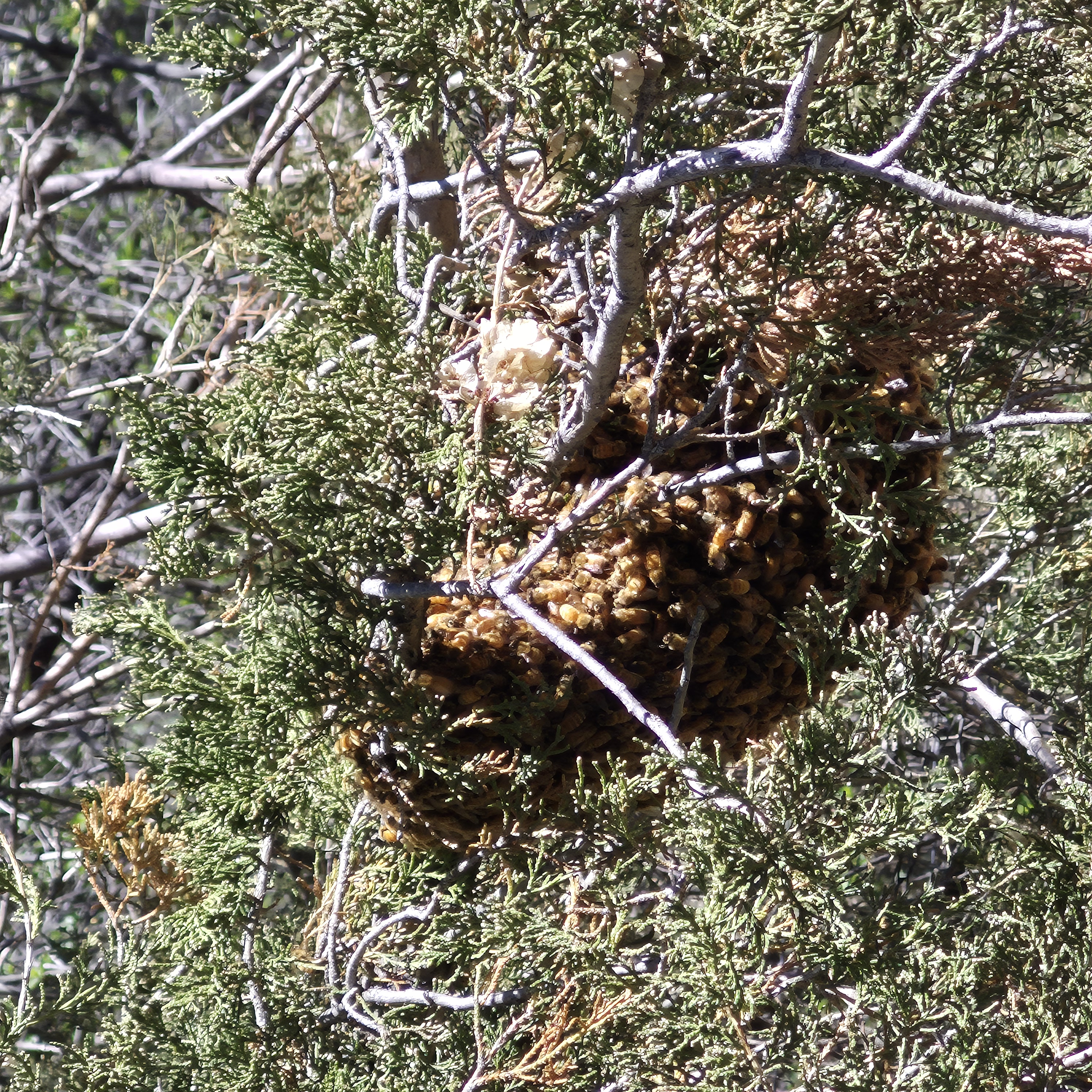 Alaska Bee Swarm Forecast: A Guide to Spring