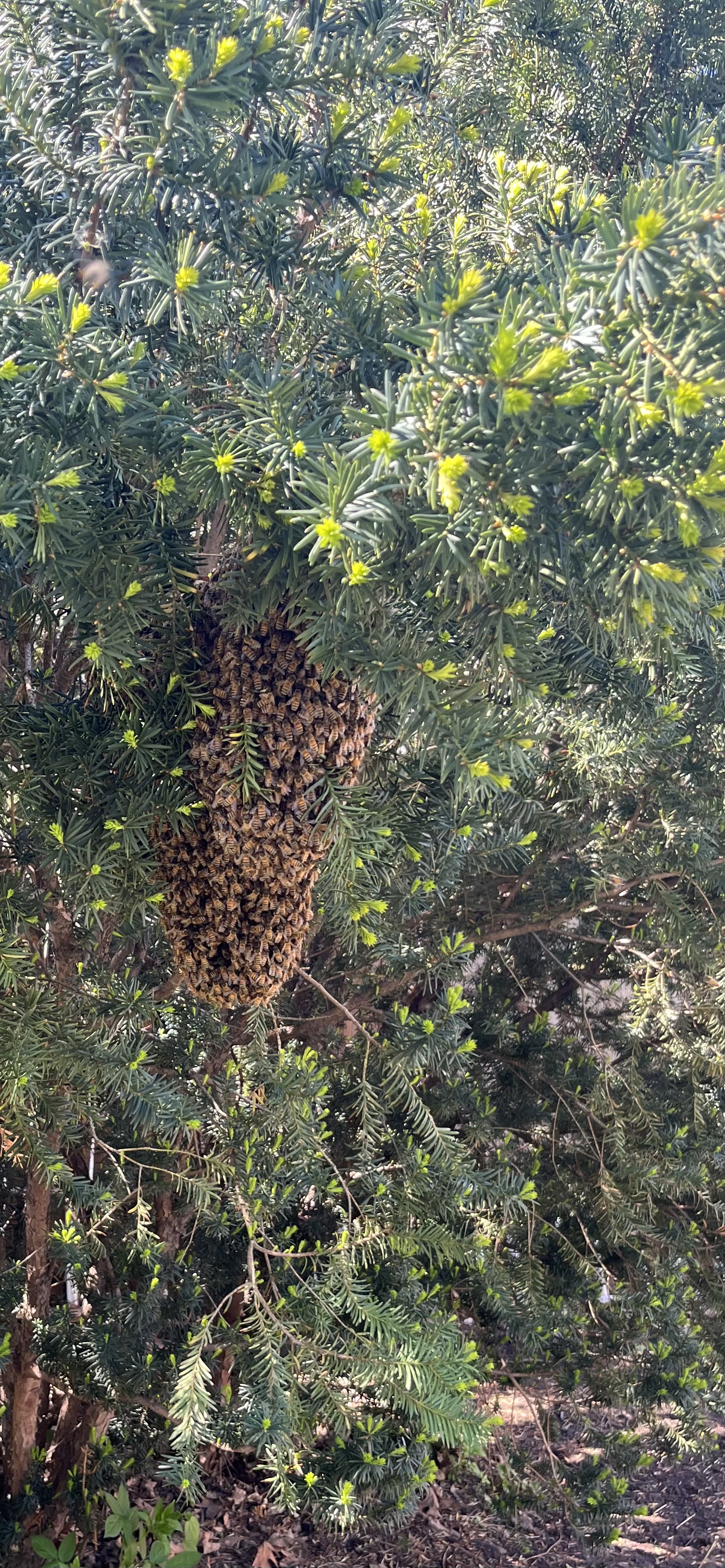 May Swarms: Your Guide to Rescuing Honey Bees (and Your Property)