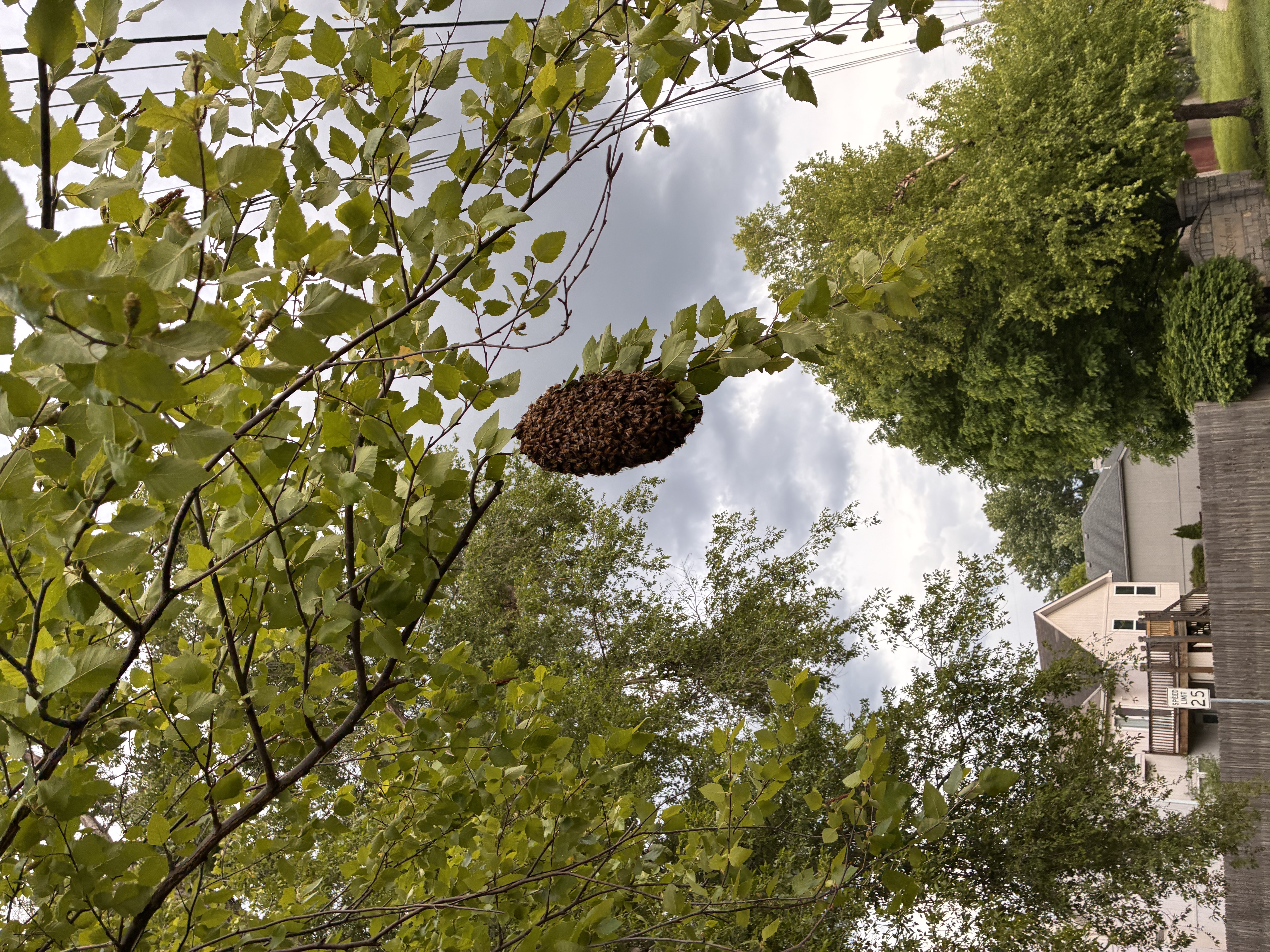 May Brings Honey Bee Swarms: Your Guide to Safe Reporting