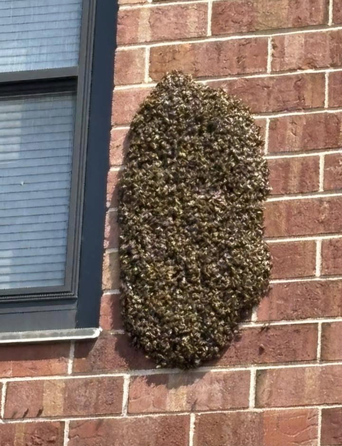 Louisiana Bee Swarm Help: A Guide to Spring Swarms