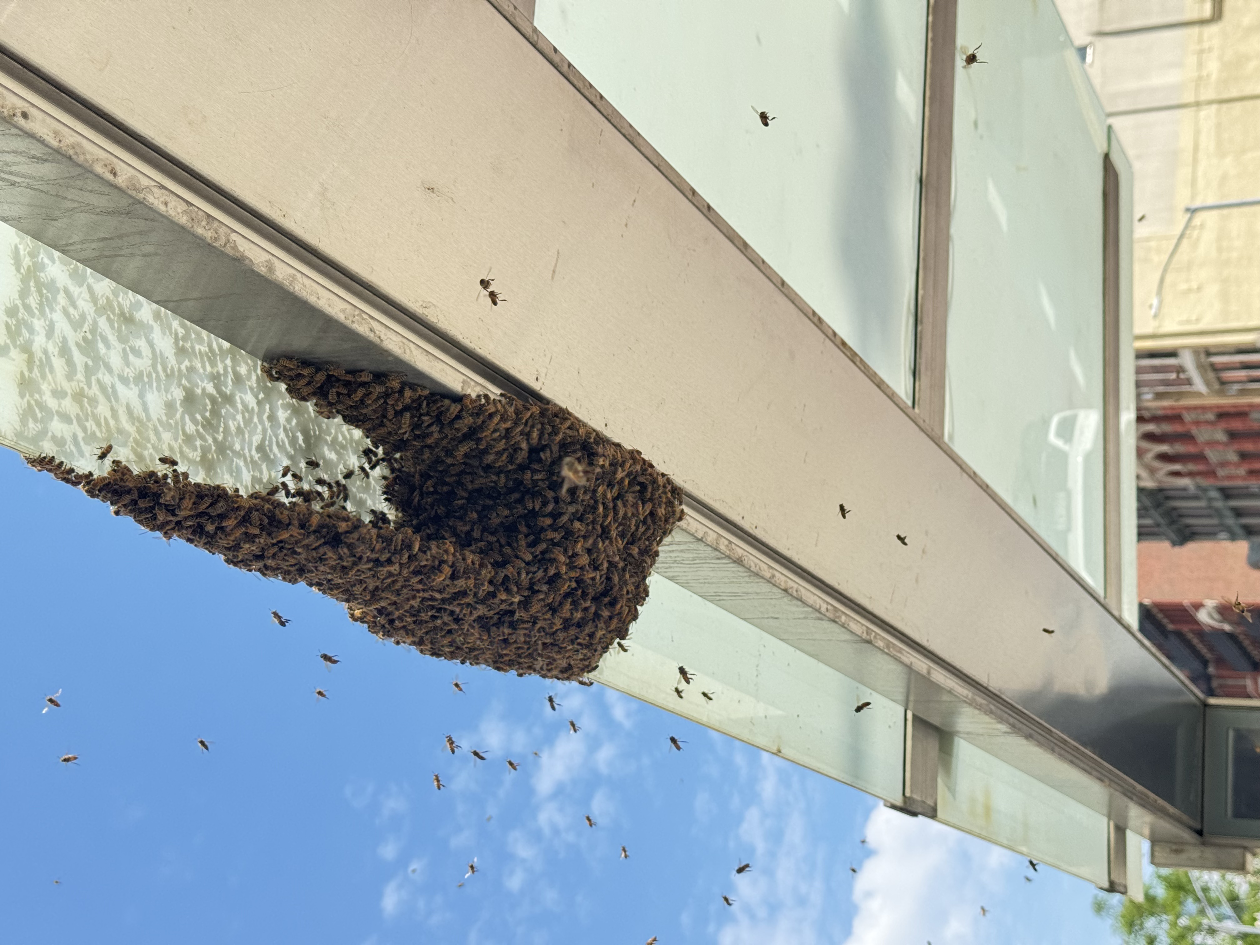 5 Signs a Bee Swarm is Nearby (And What to Do Next)