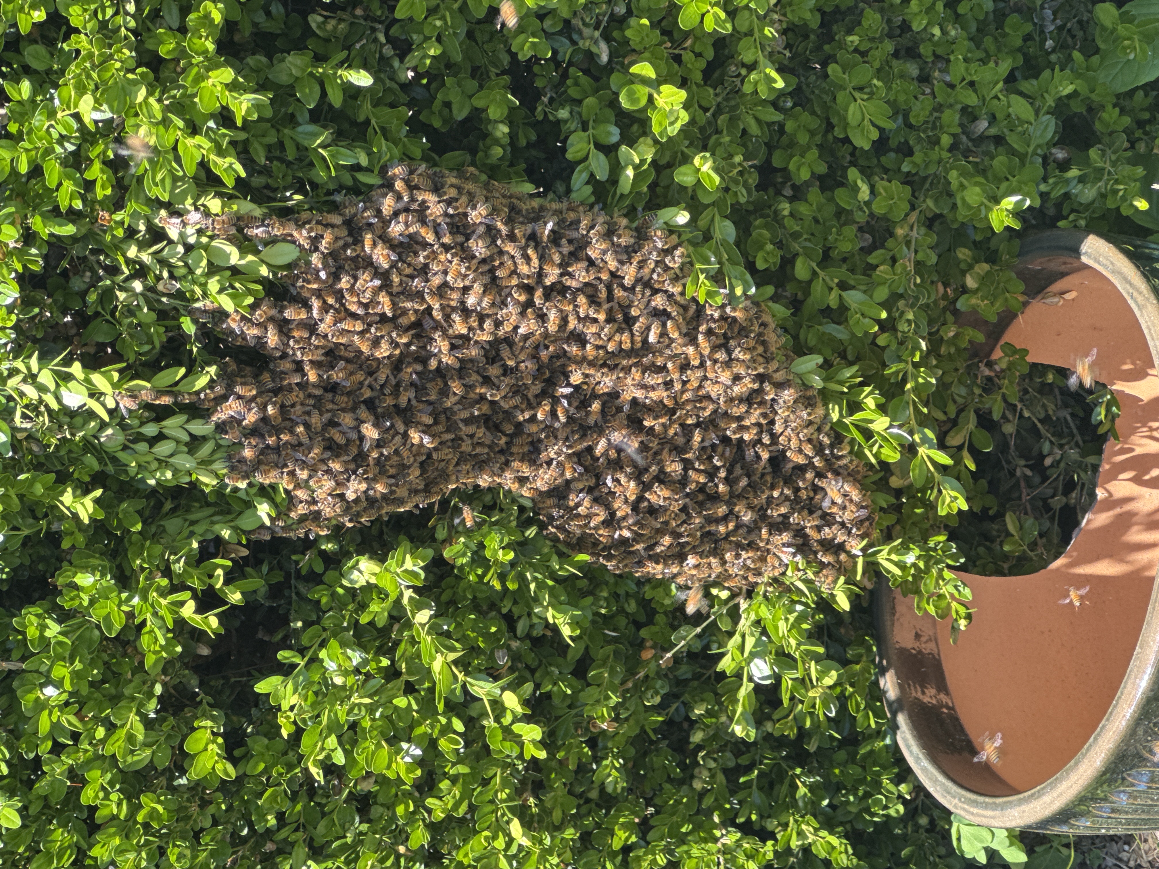 Reported a Bee Swarm in Iowa? Here's What Comes Next