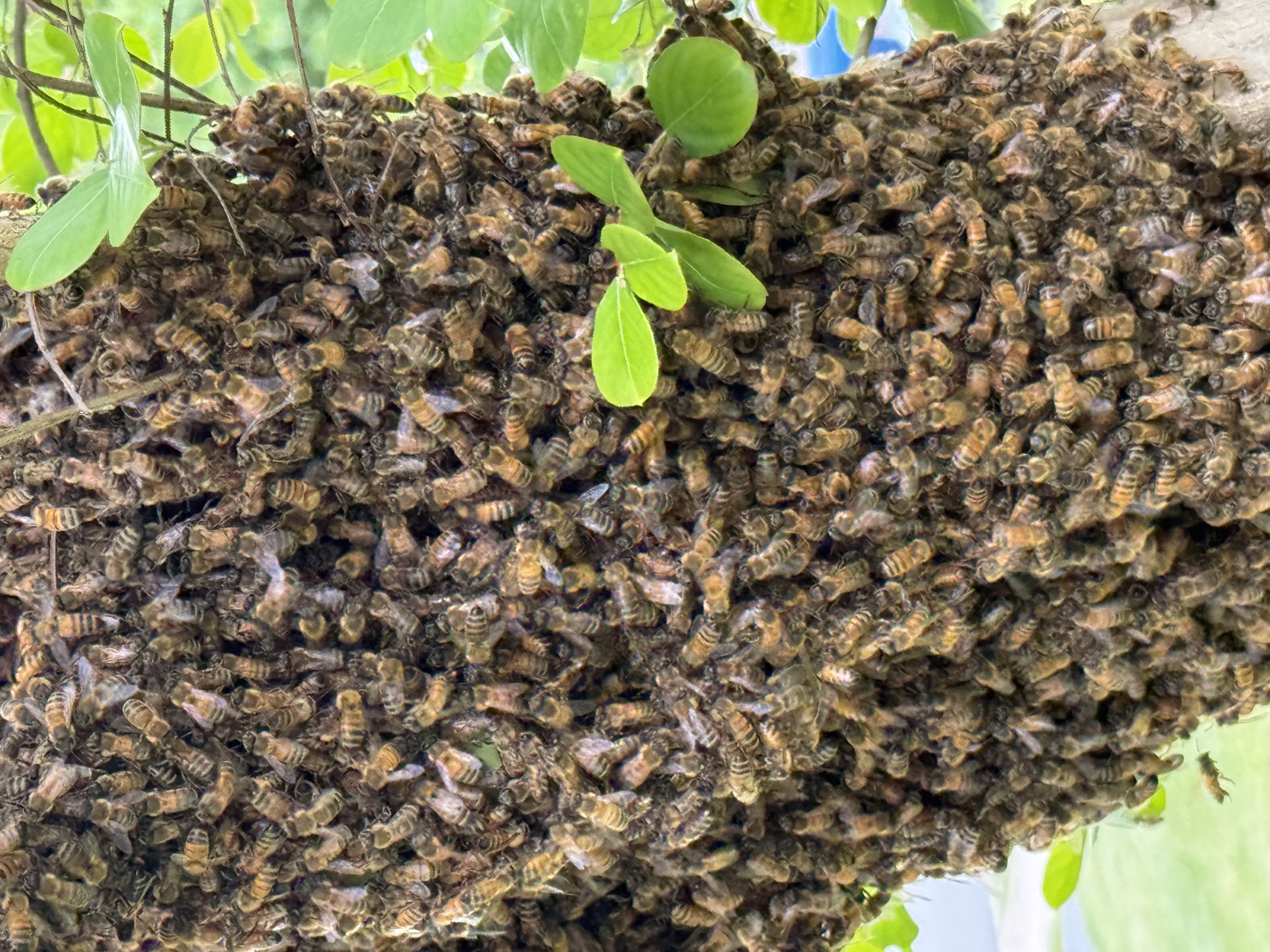 What to Expect After Reporting a Bee Swarm in Utah