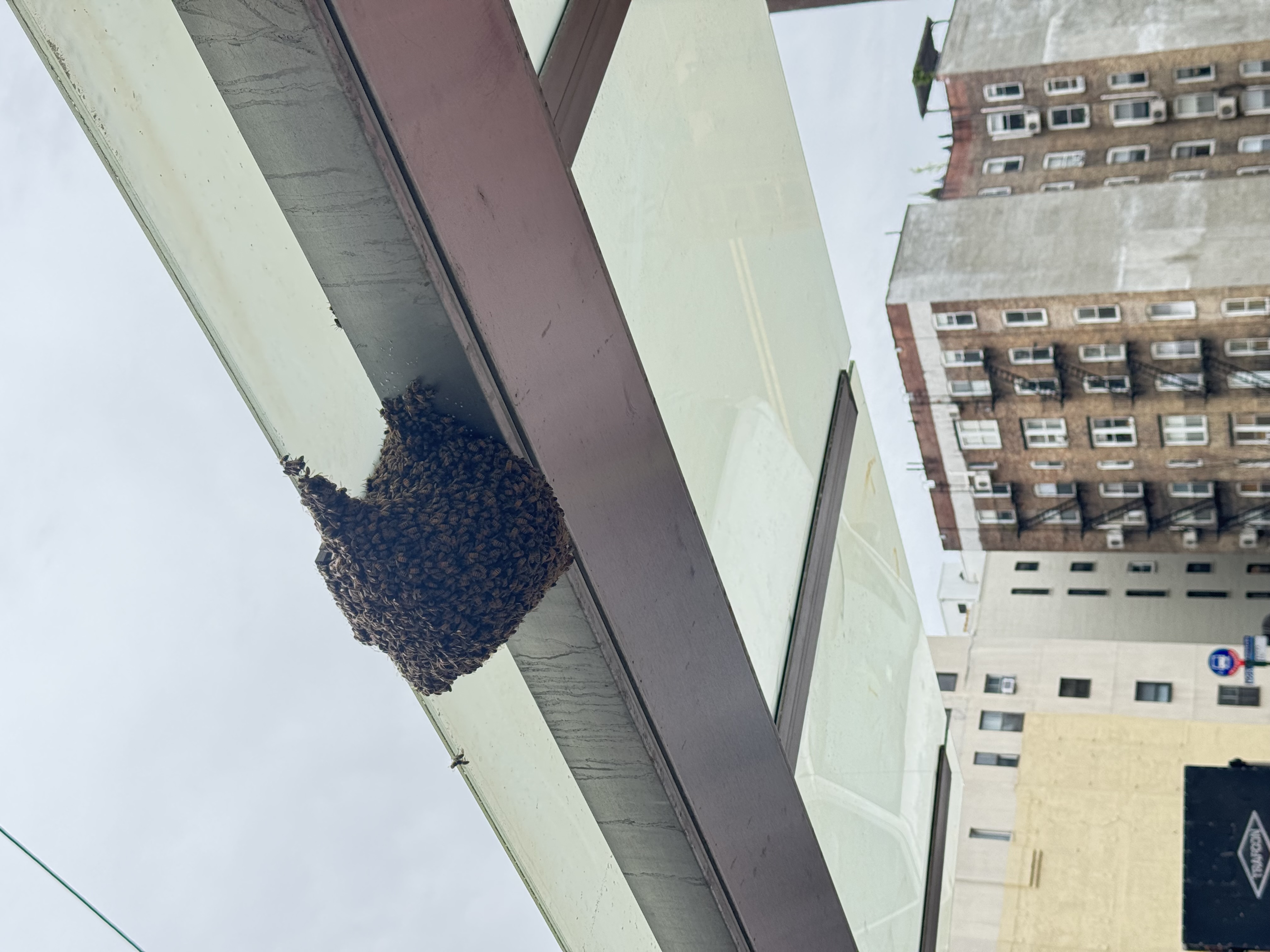 A Beekeeper's Guide to Swarm Collection in Florida