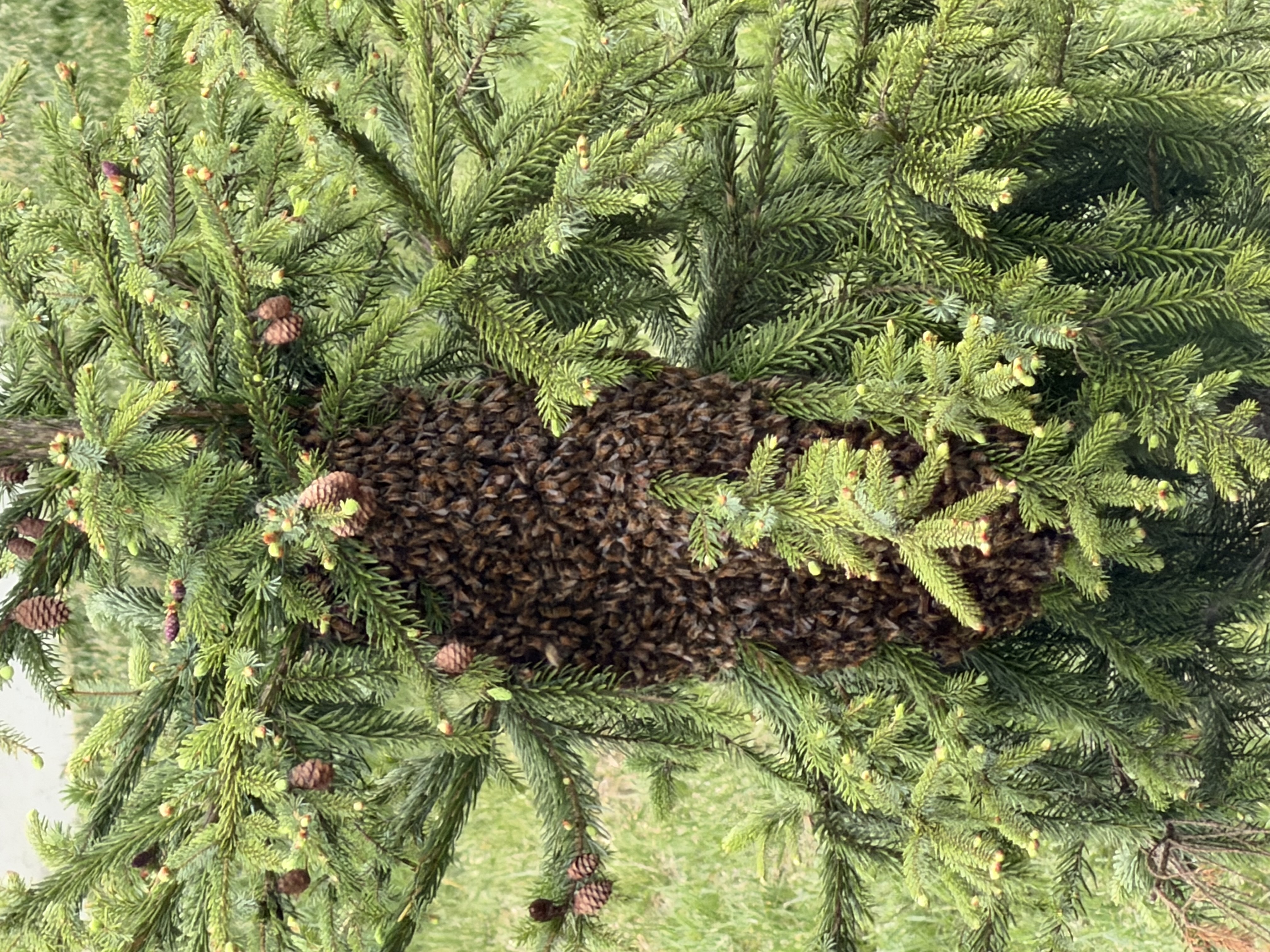 New Mexico Bee Swarm Help: A Guide for Spring