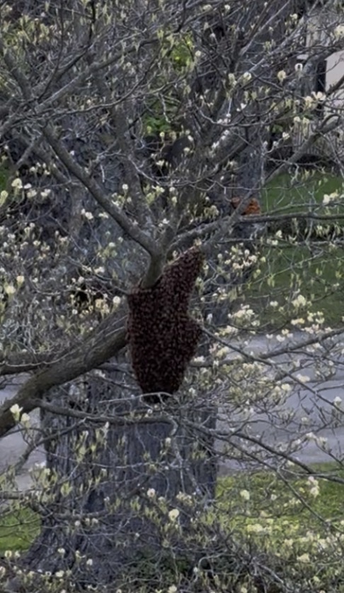 Virginia Bee Swarm Season: A Guide to Reporting Honey Bees