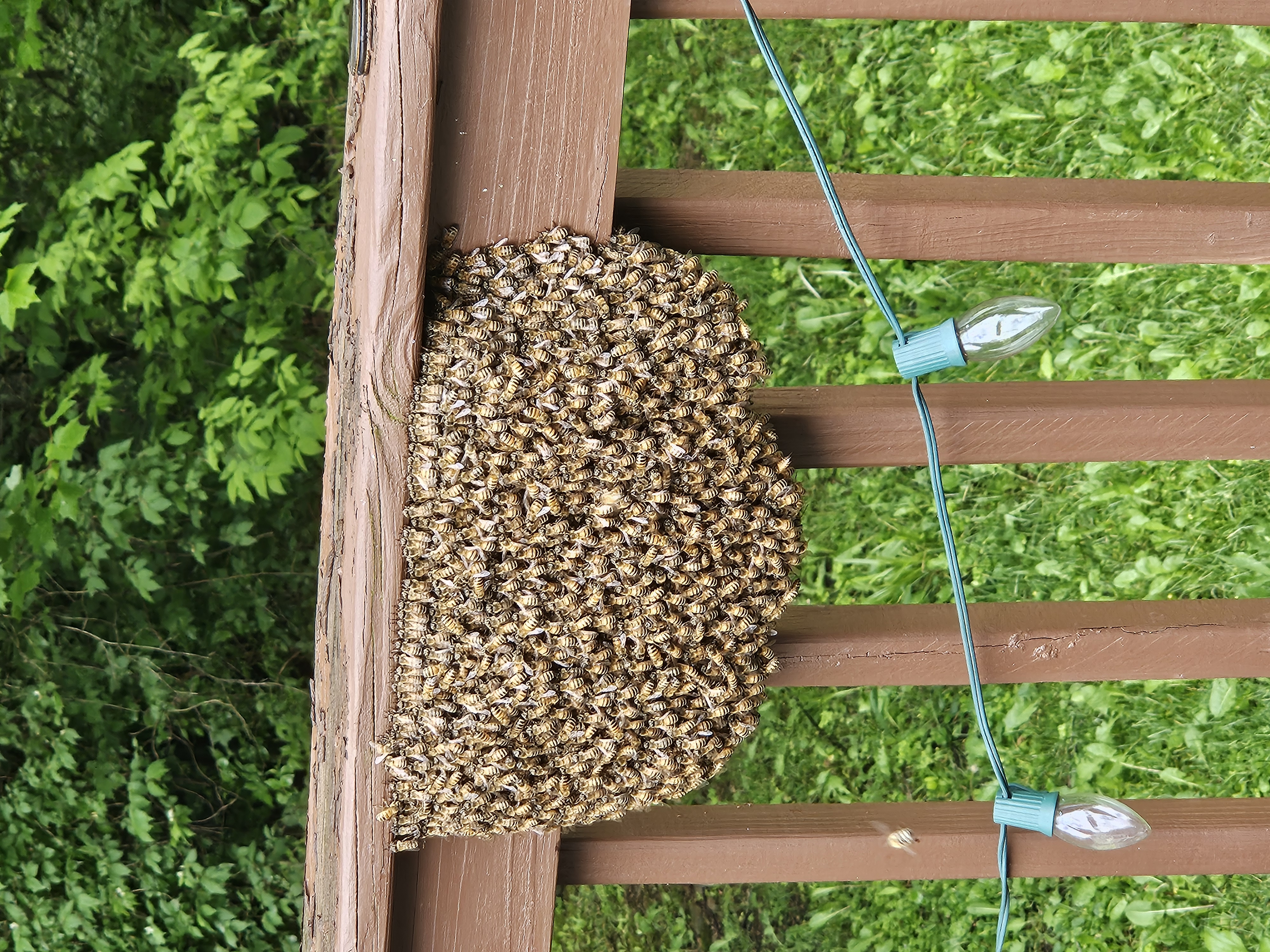 Reported a Bee Swarm in Michigan? Here’s What Happens Next