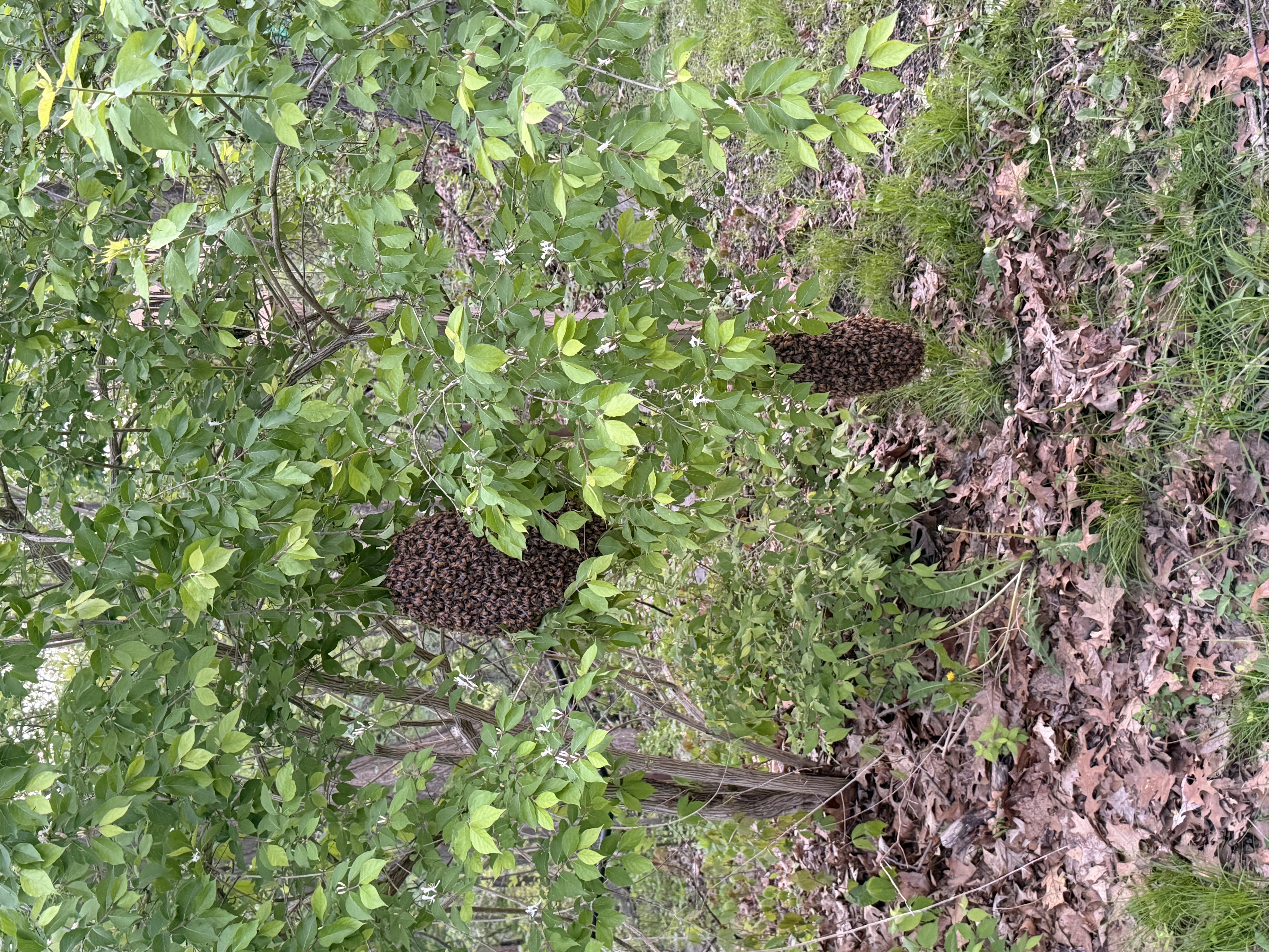 Florida's Honey Bee Swarm Season: A Guide for Residents