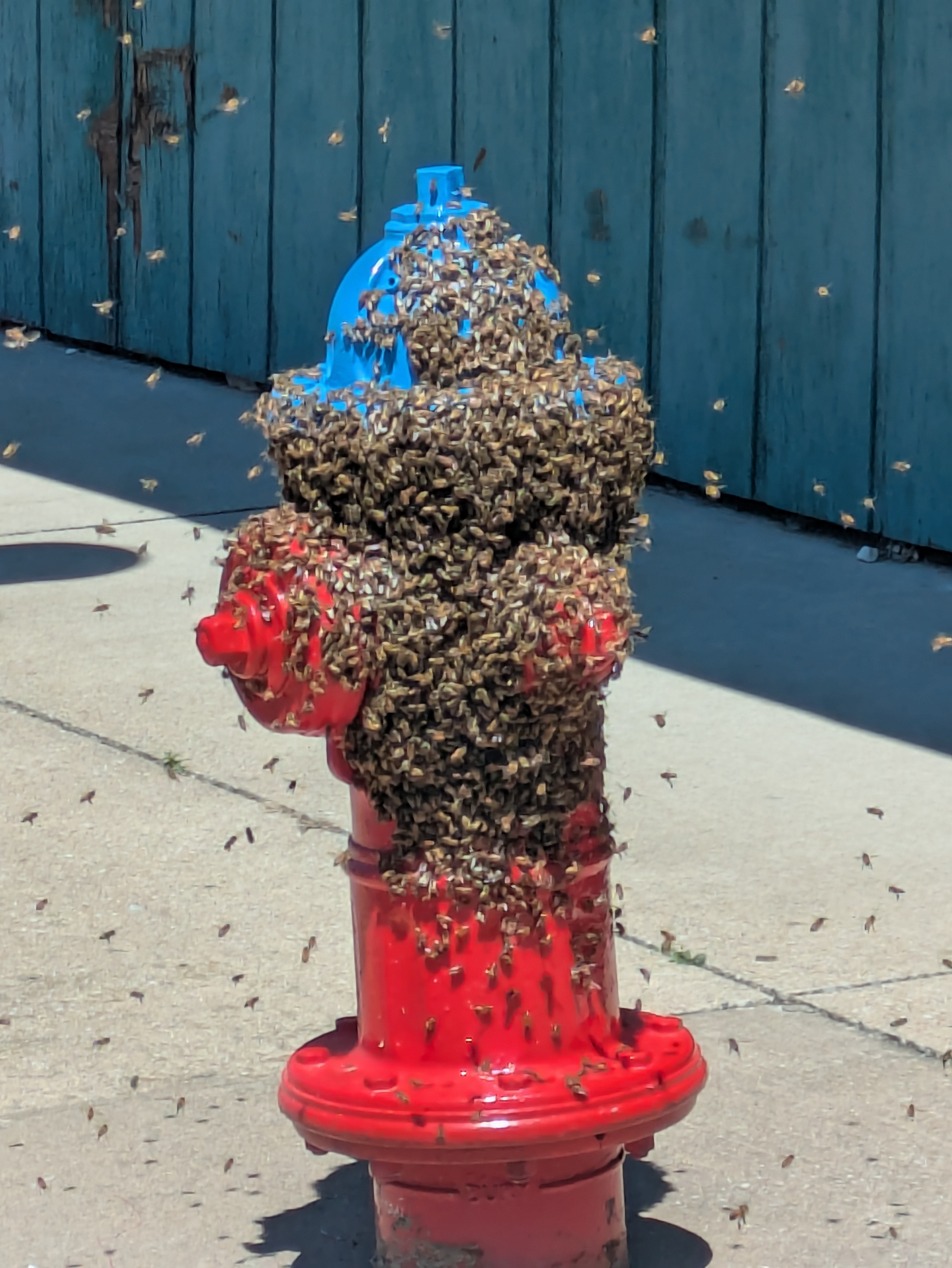 After Reporting a Honey Bee Swarm in Georgia: What Happens Next?