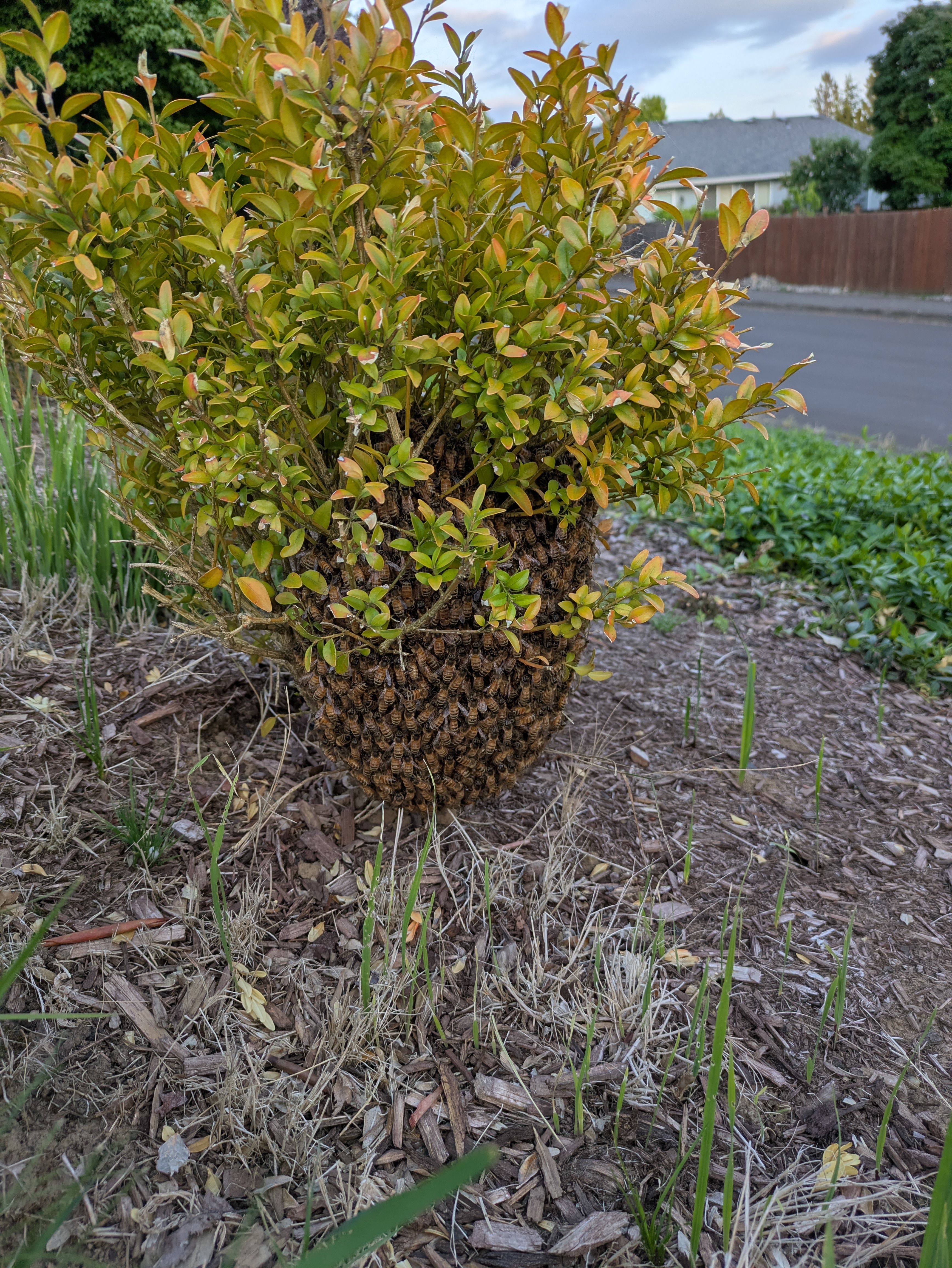 What to Expect After You Report a Bee Swarm in New York