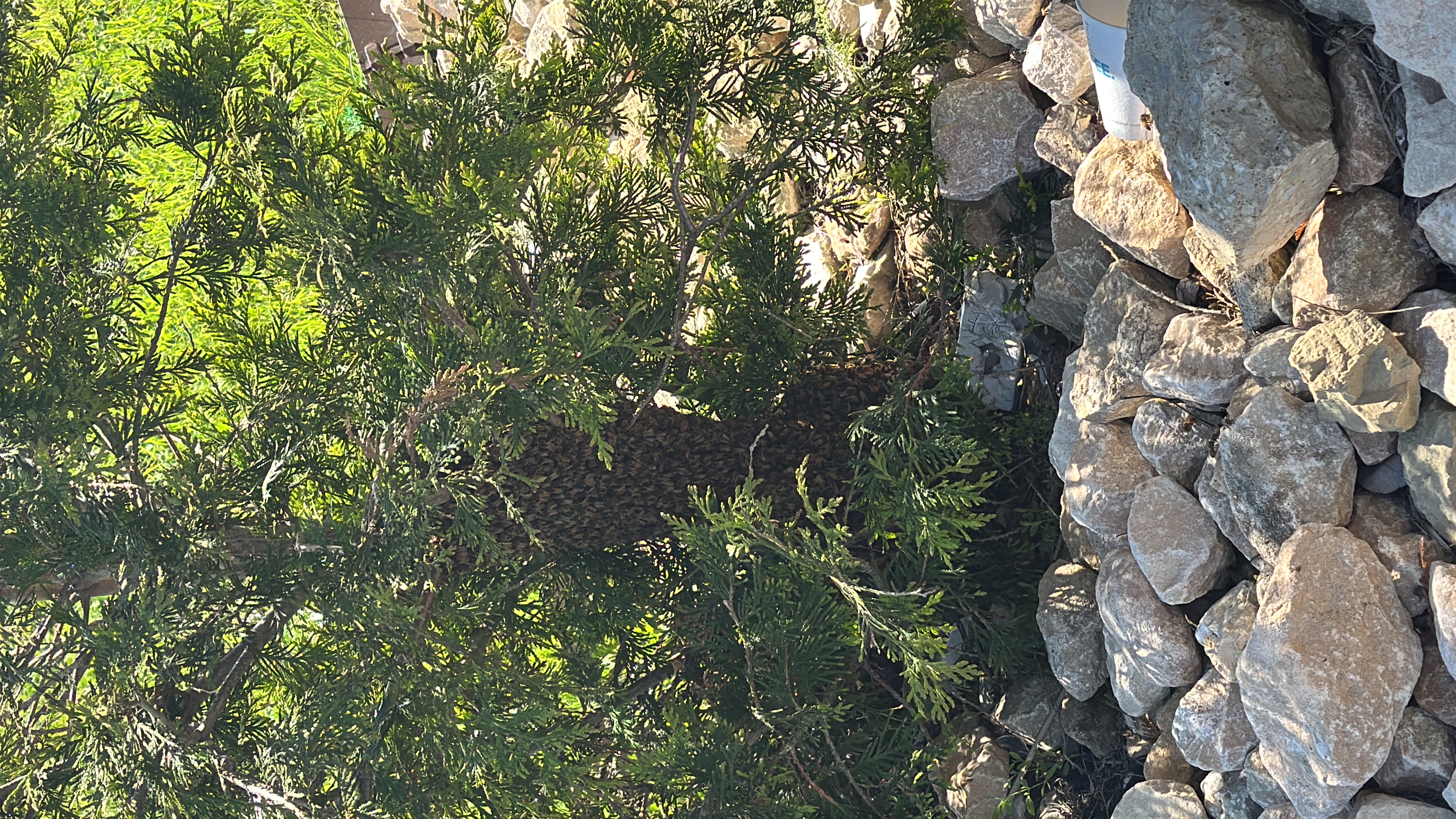 Massachusetts Bee Swarm Help: A Guide for Spring
