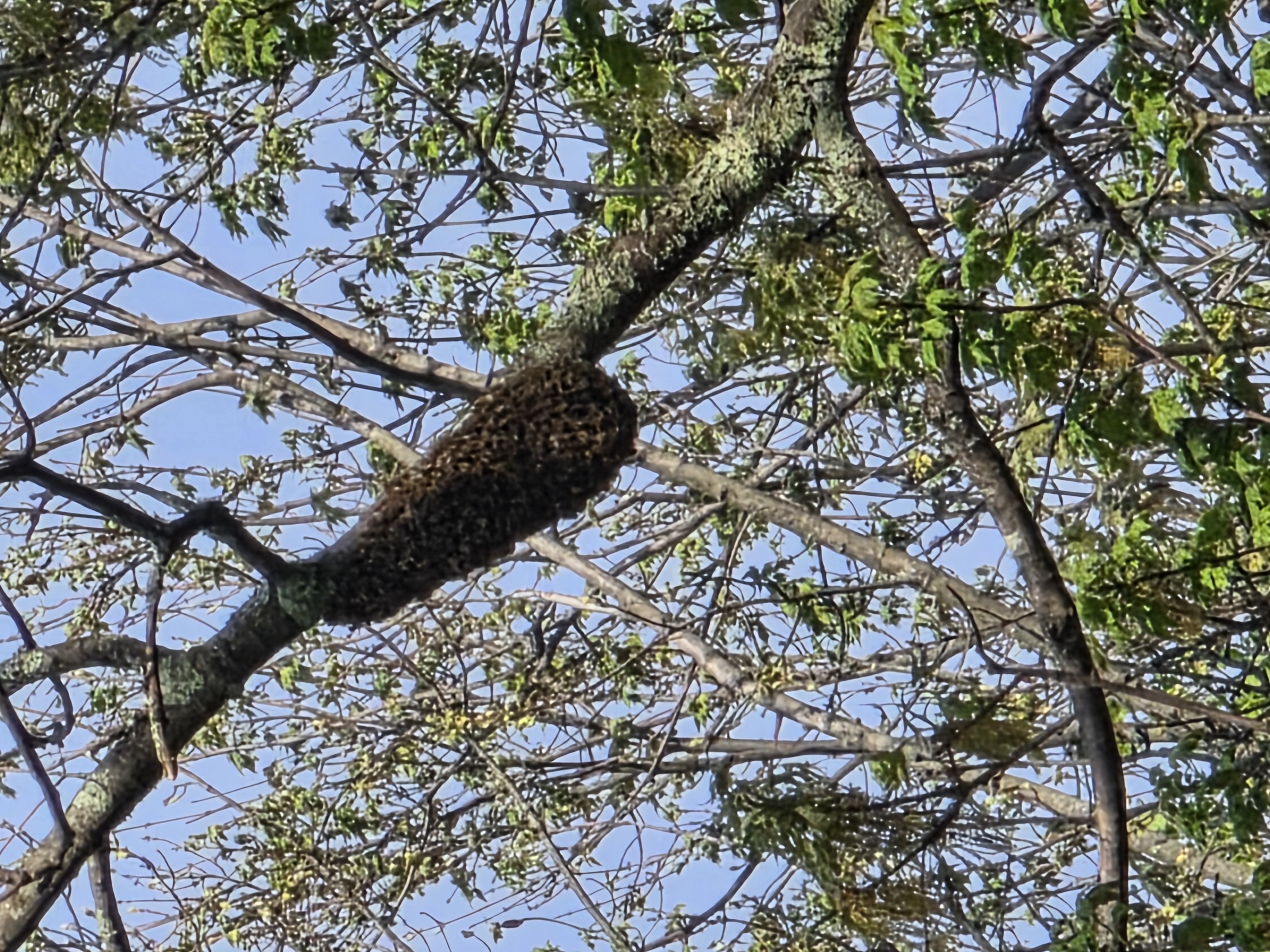 Oregon Bee Swarm Season: A Guide for Residents