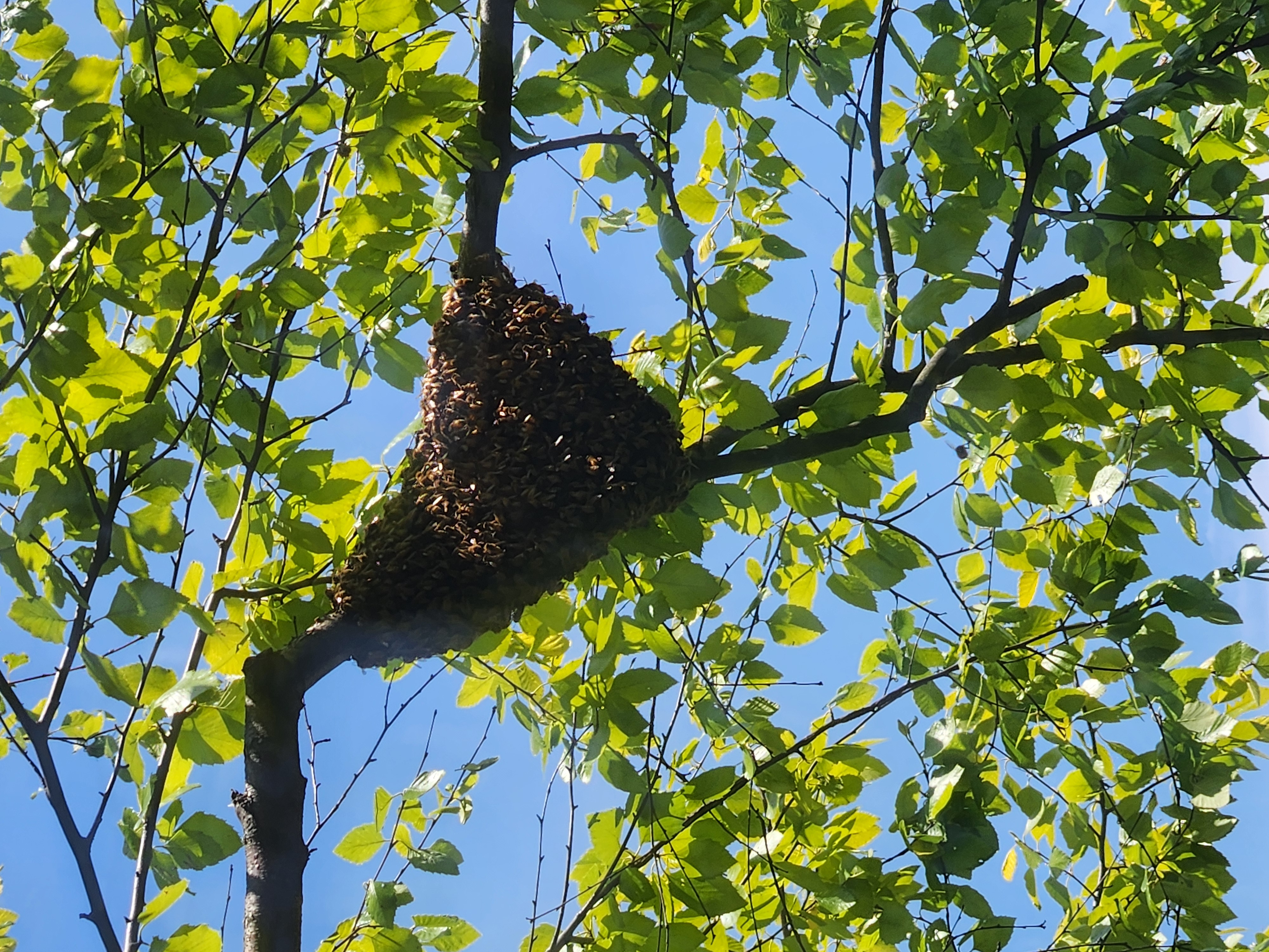 The Queen's Journey: Why Honey Bees Swarm and How You Can Help