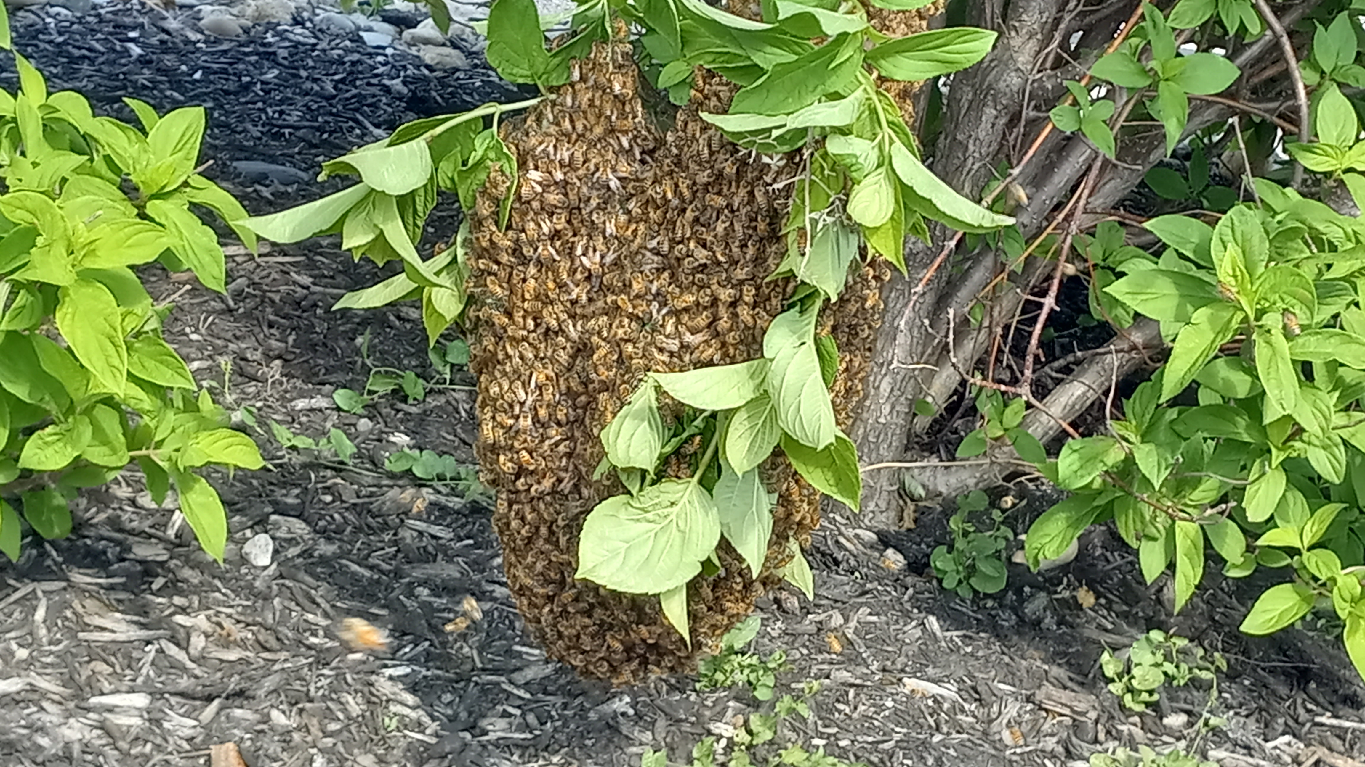 California's Swarm Savors: Protecting Pollinators Statewide