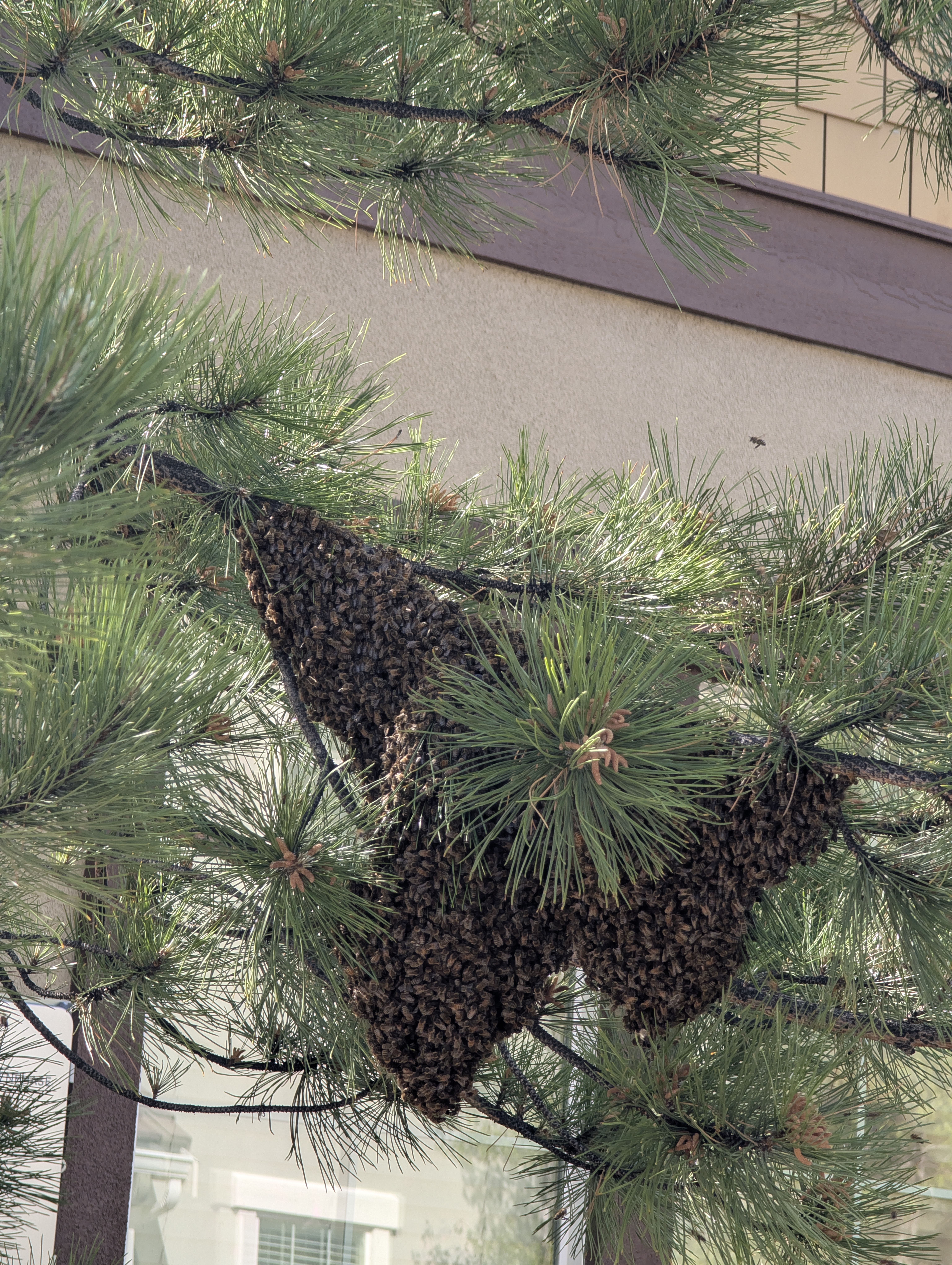 Reported a Bee Swarm in Rhode Island? What's Next