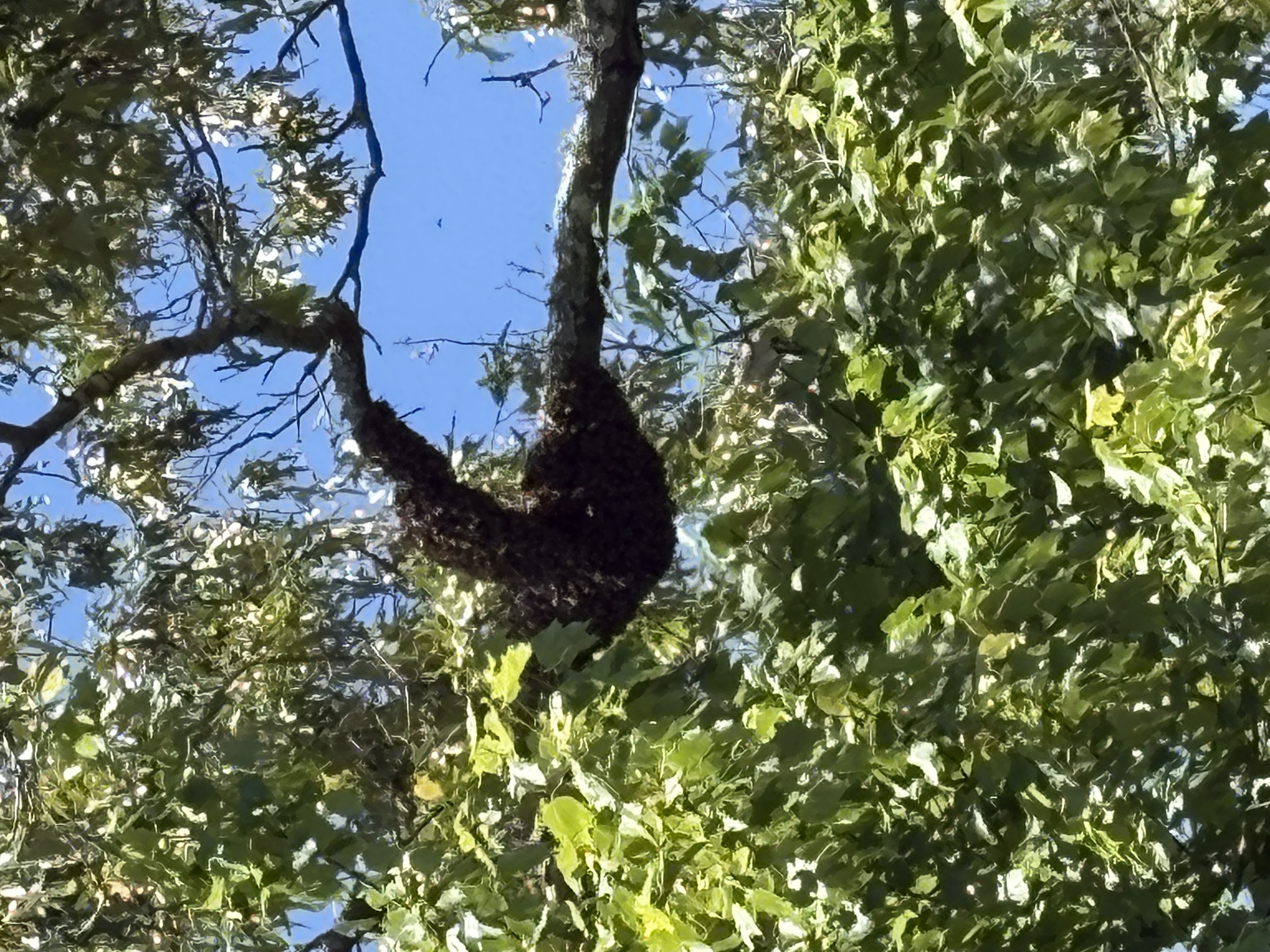 A Guide to Honey Bee Swarms in California for Residents