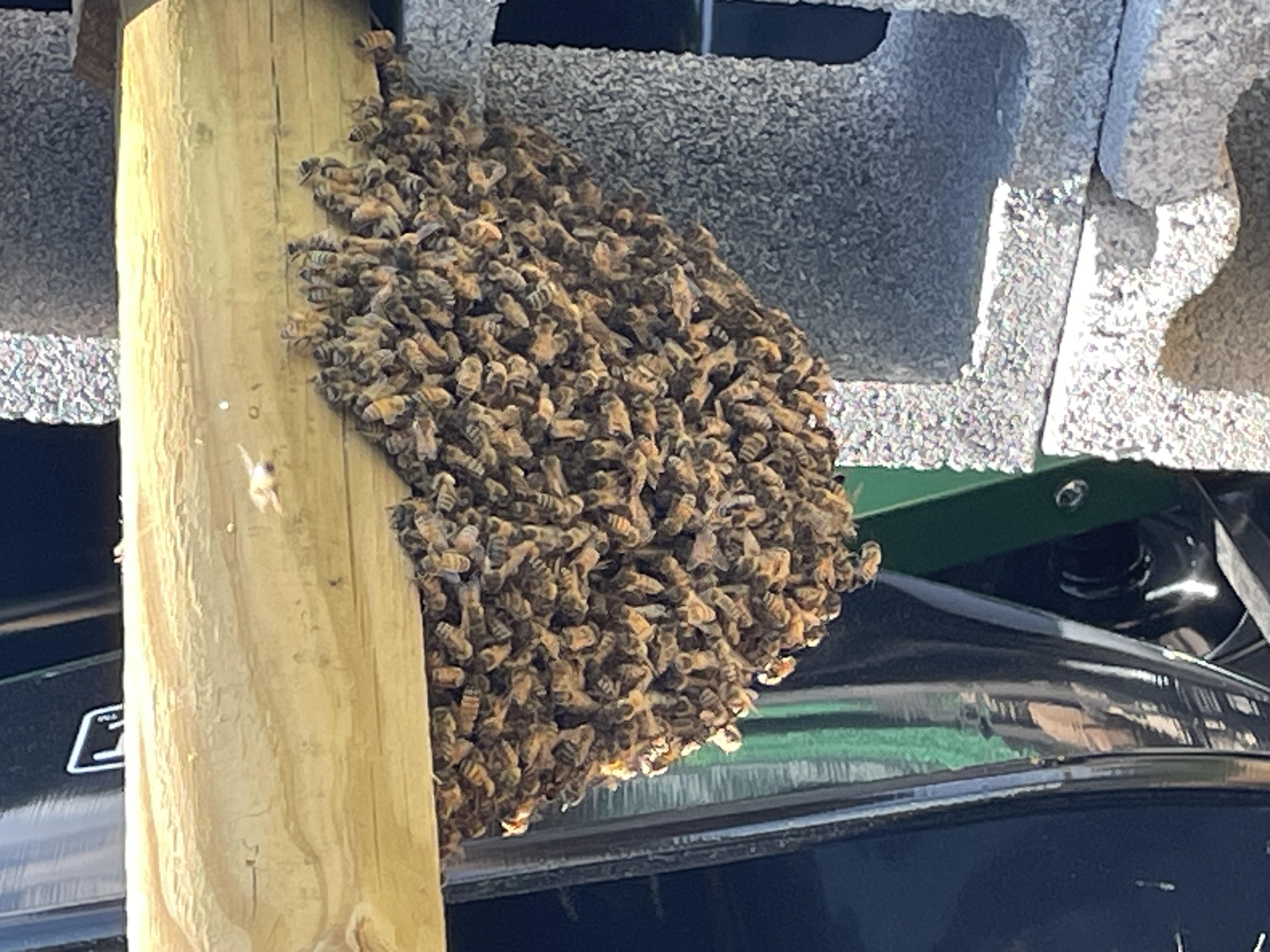 Reported a Bee Swarm in Kentucky? Here’s What Happens Next