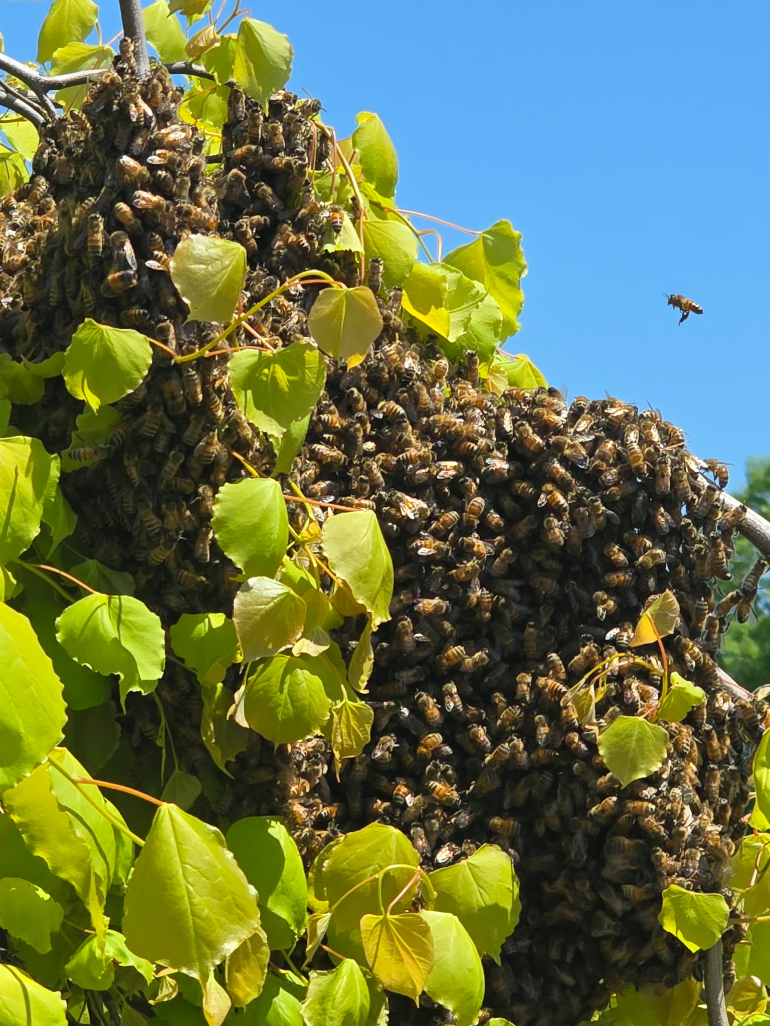 Reported a Bee Swarm in Ohio? What Happens Next