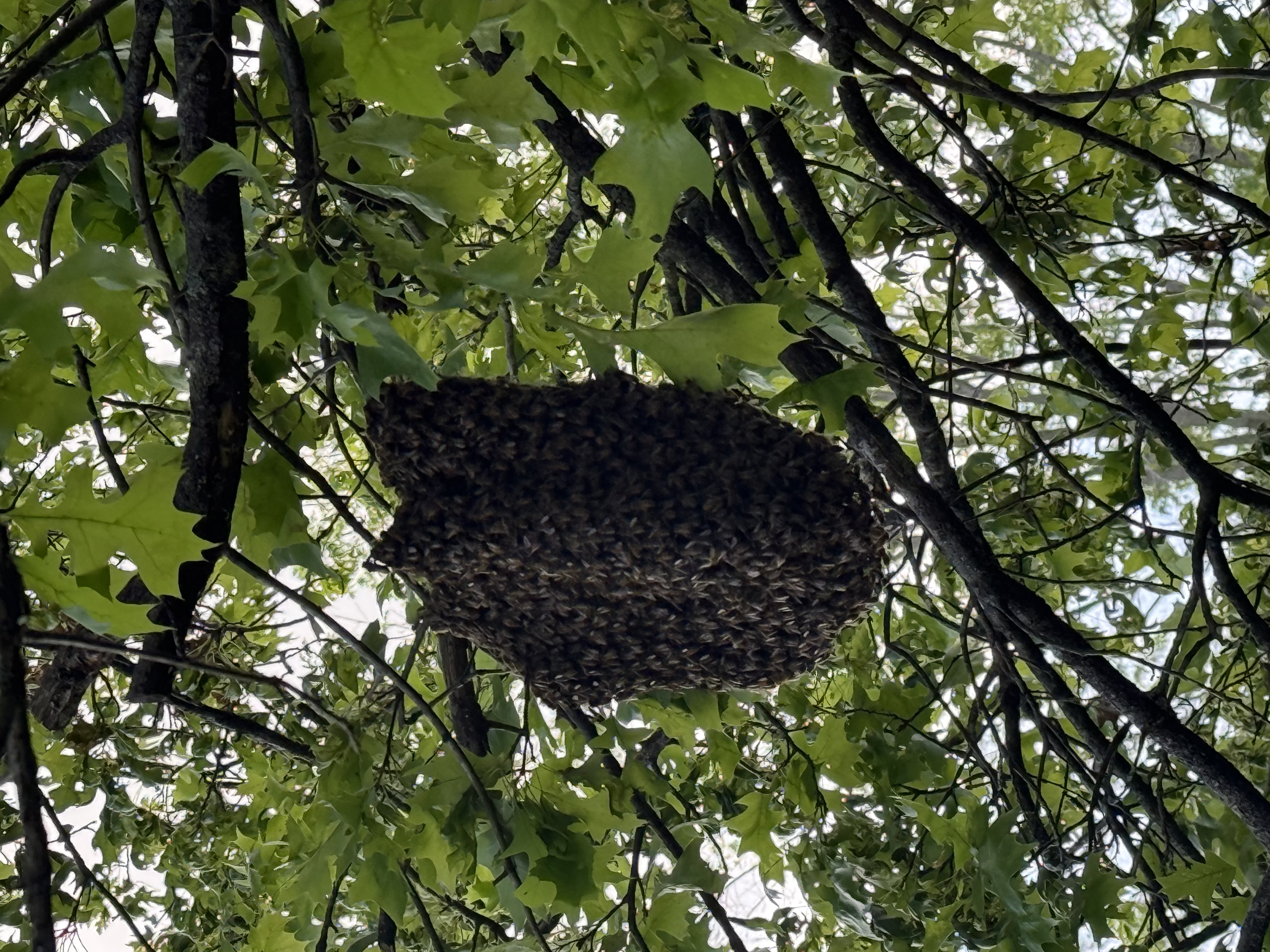 Iowa's Bee Swarm Calendar: A Guide to Spring Bee Activity