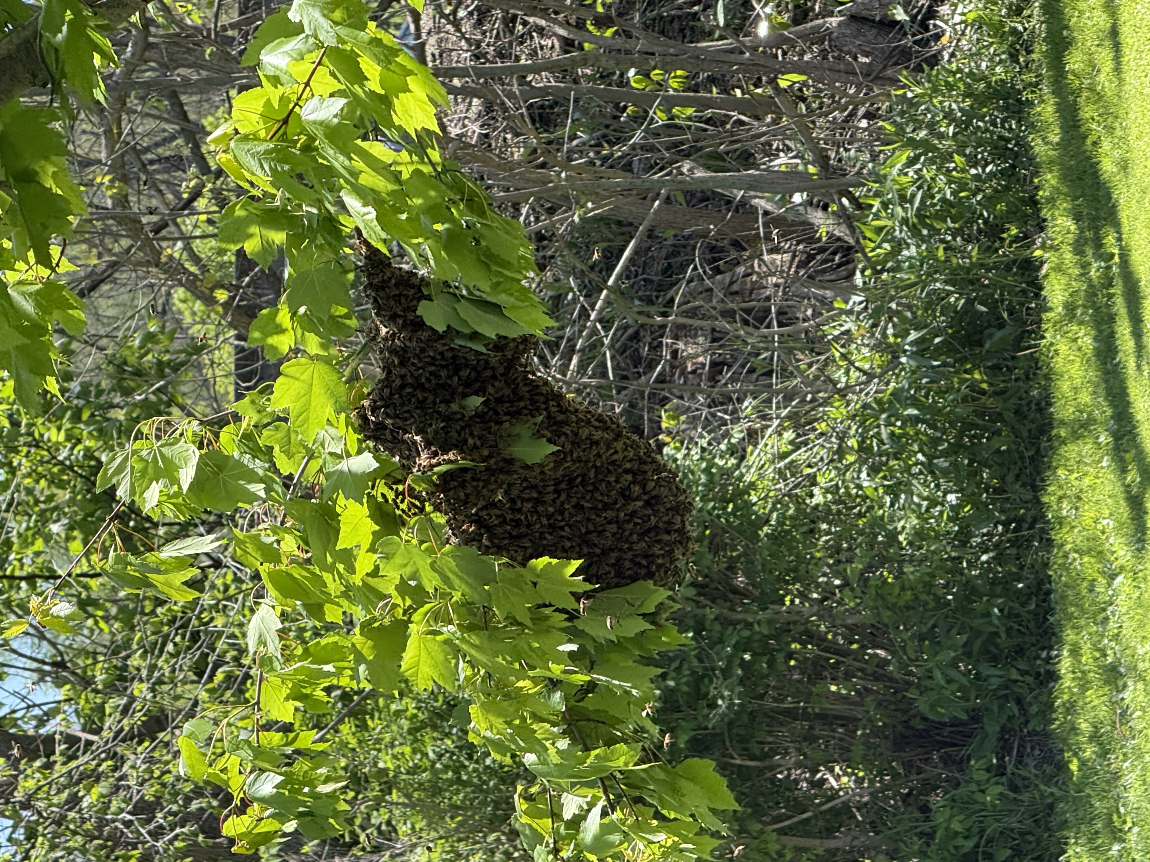Colorado Bee Swarm Calendar: A Guide to Spring Bee Activity
