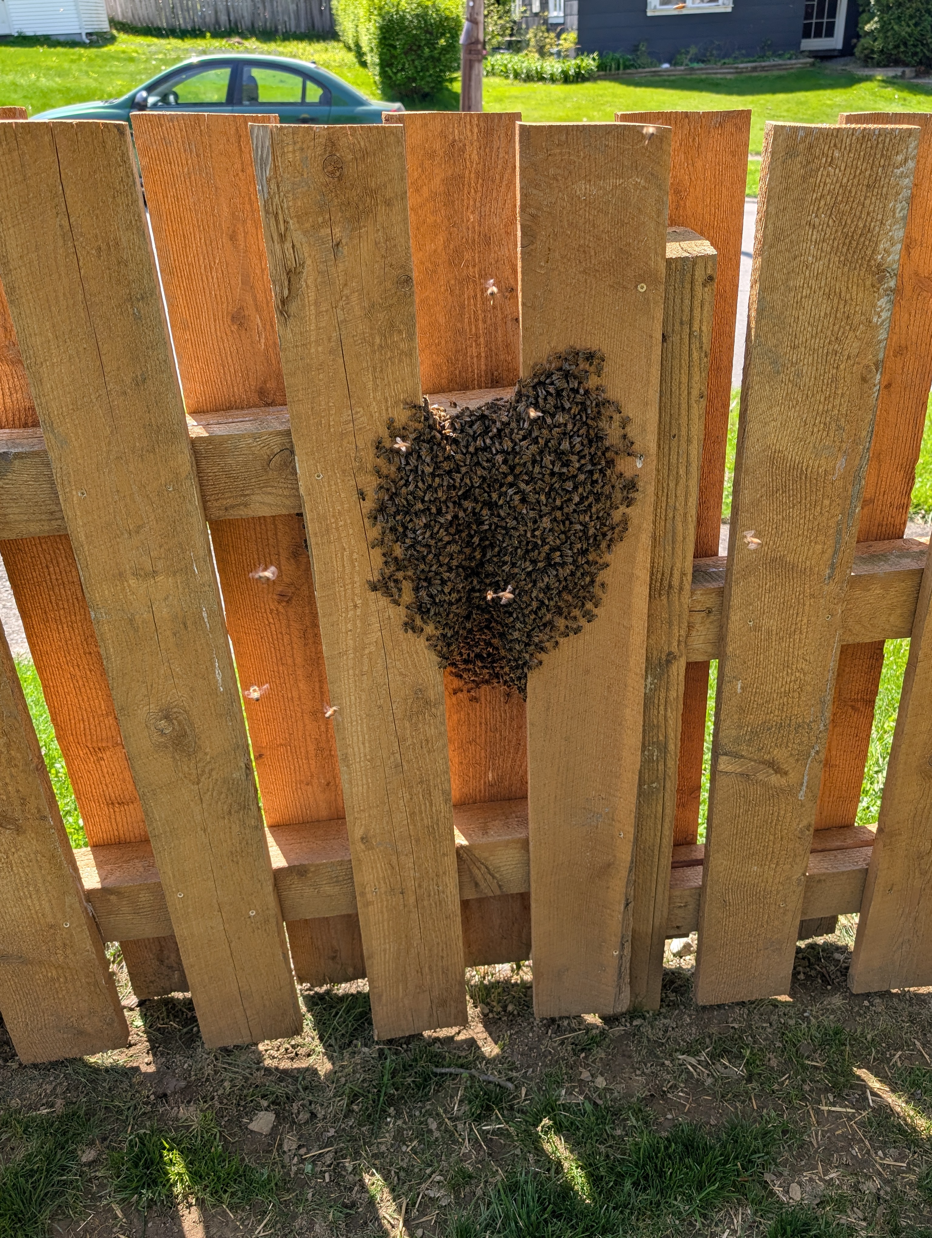 New York Bee Swarm Calendar: A Guide to Spring Bee Season