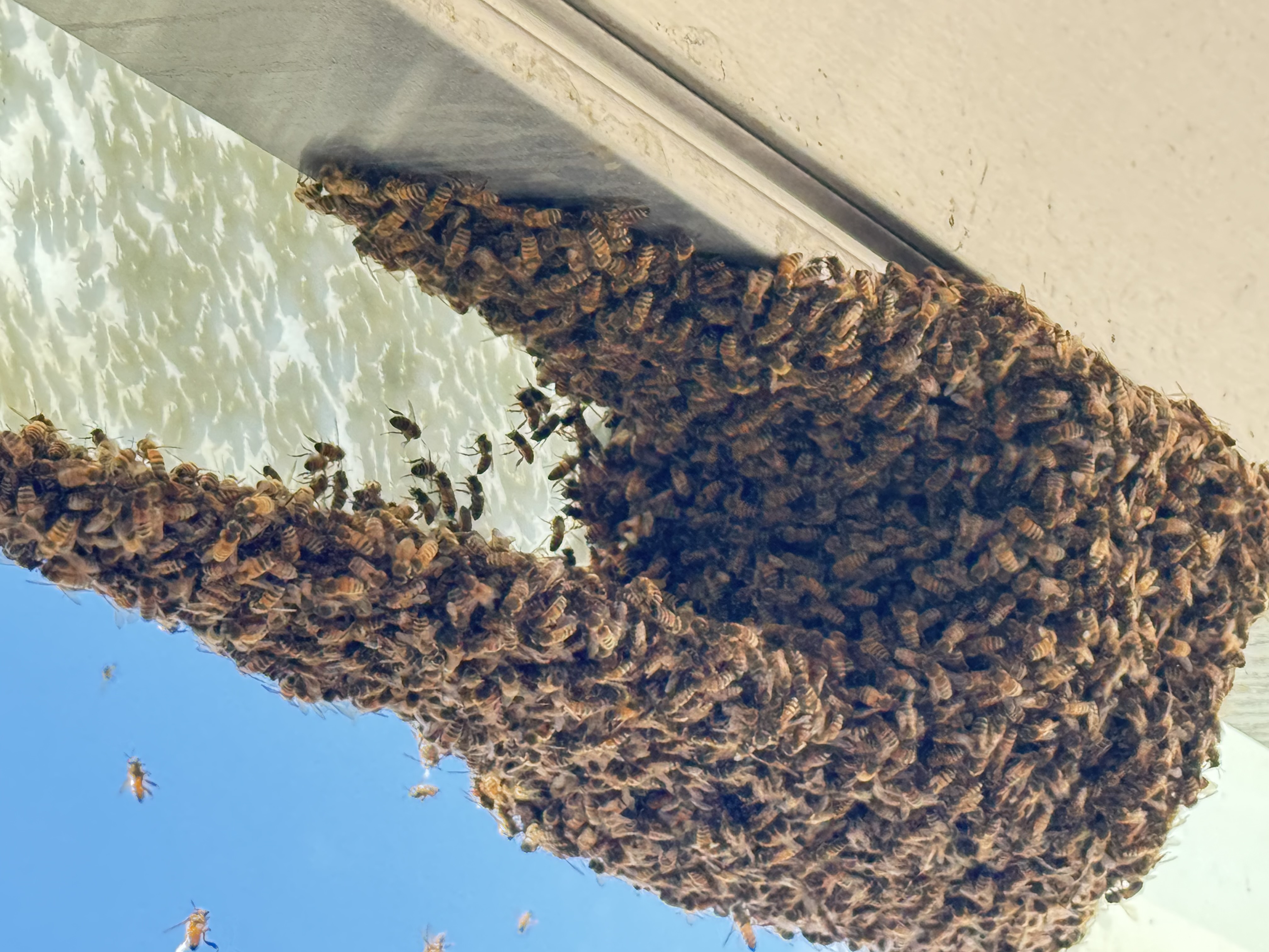 Reported a Bee Swarm in Arkansas? Here’s What Happens Next