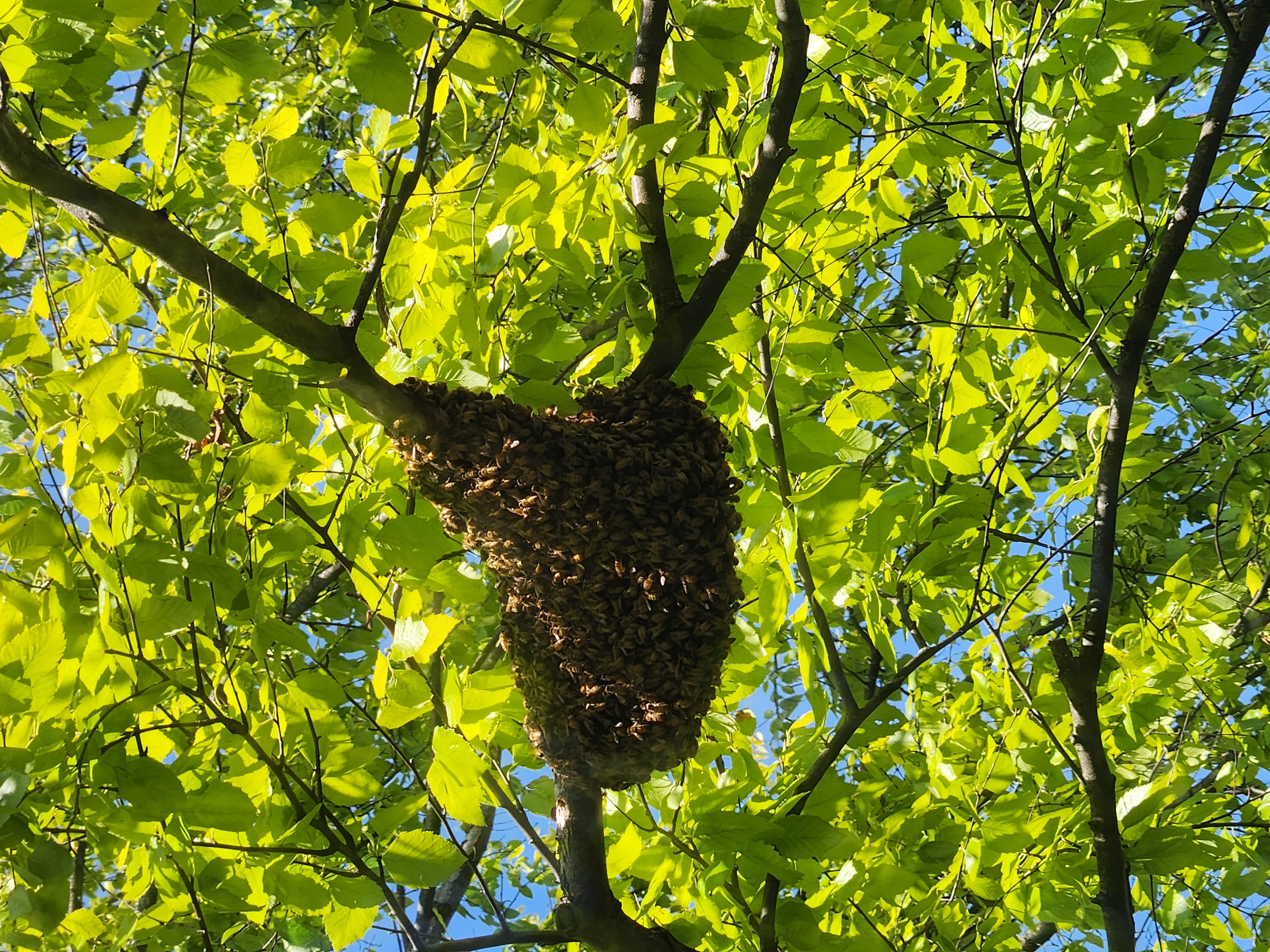 Our Changing Air and How You Can Help Honey Bees Thrive