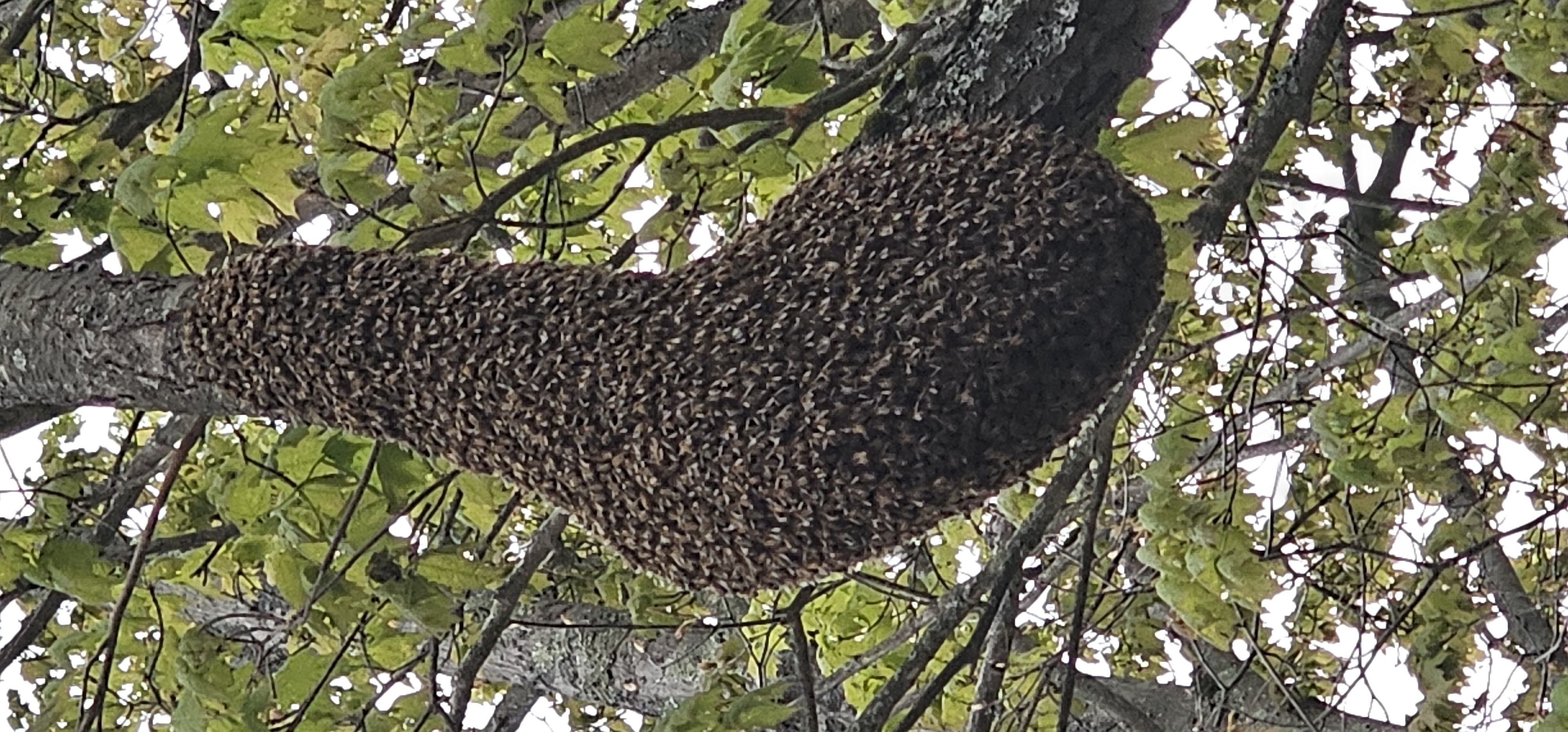 Reported a Bee Swarm in Nevada? Here's What Happens Next