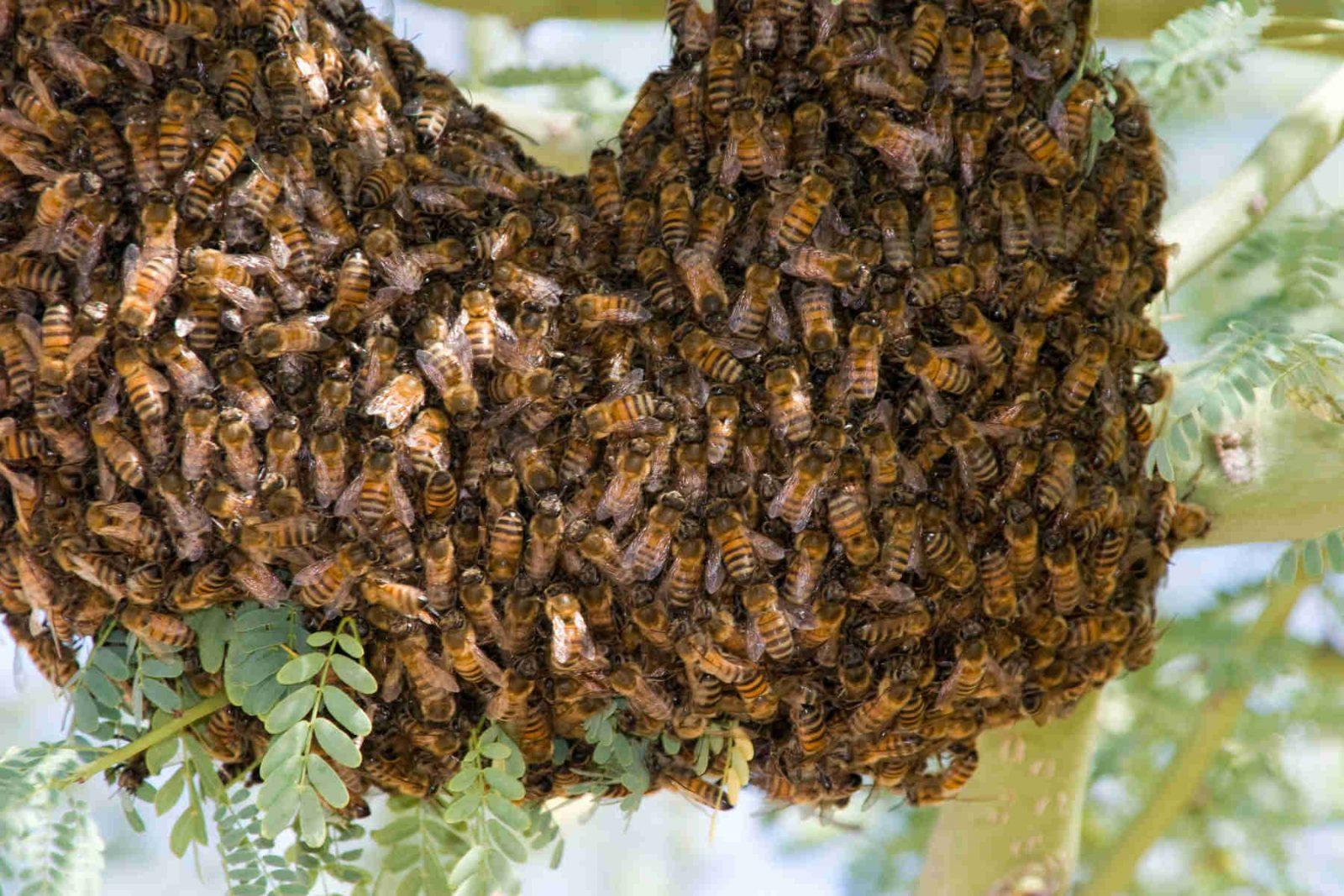 Ohio: Spring Has Sprung, Be Ready for Honey Bee Swarms
