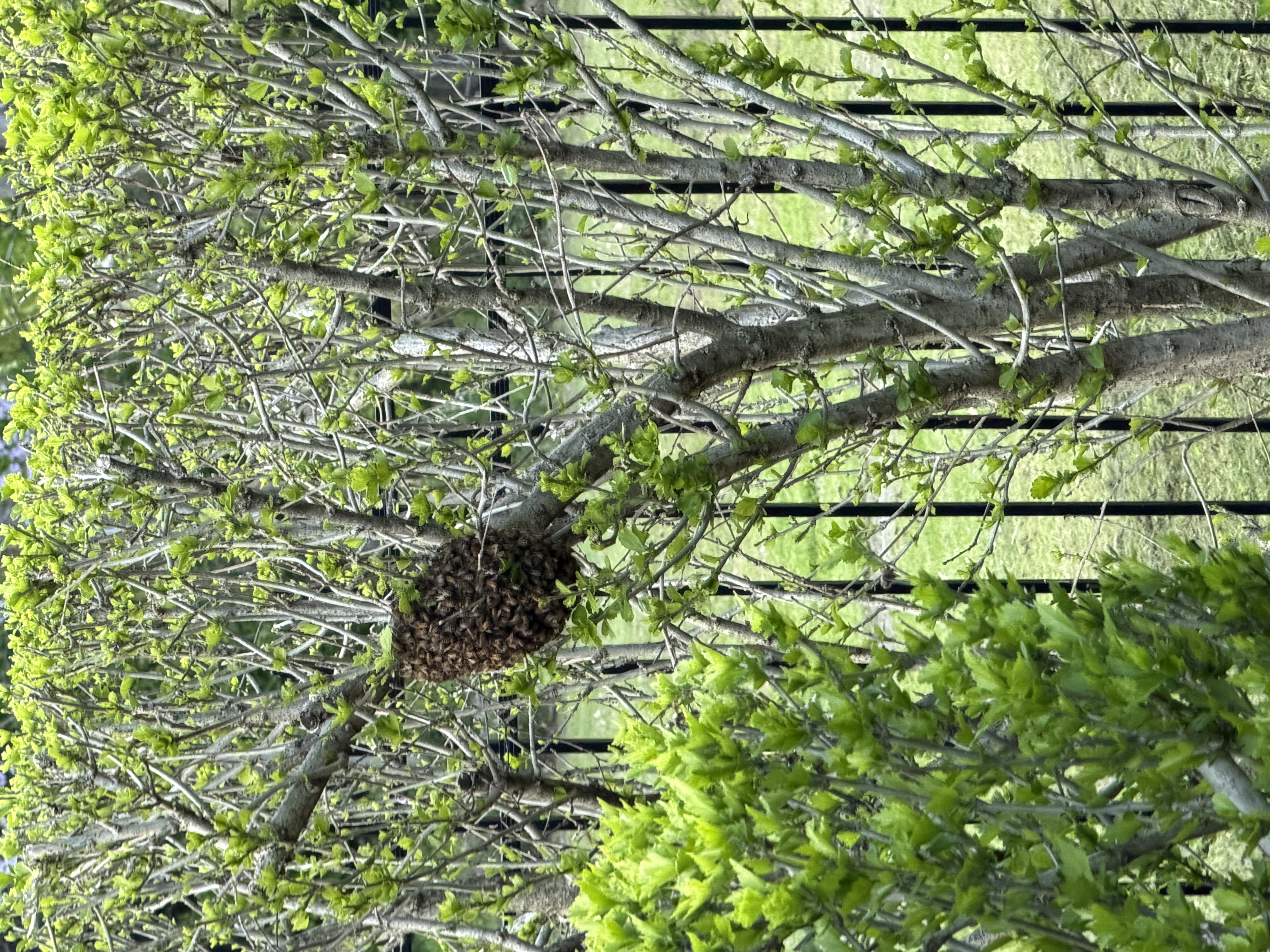 4 Key Signs Your Hive is Preparing to Swarm