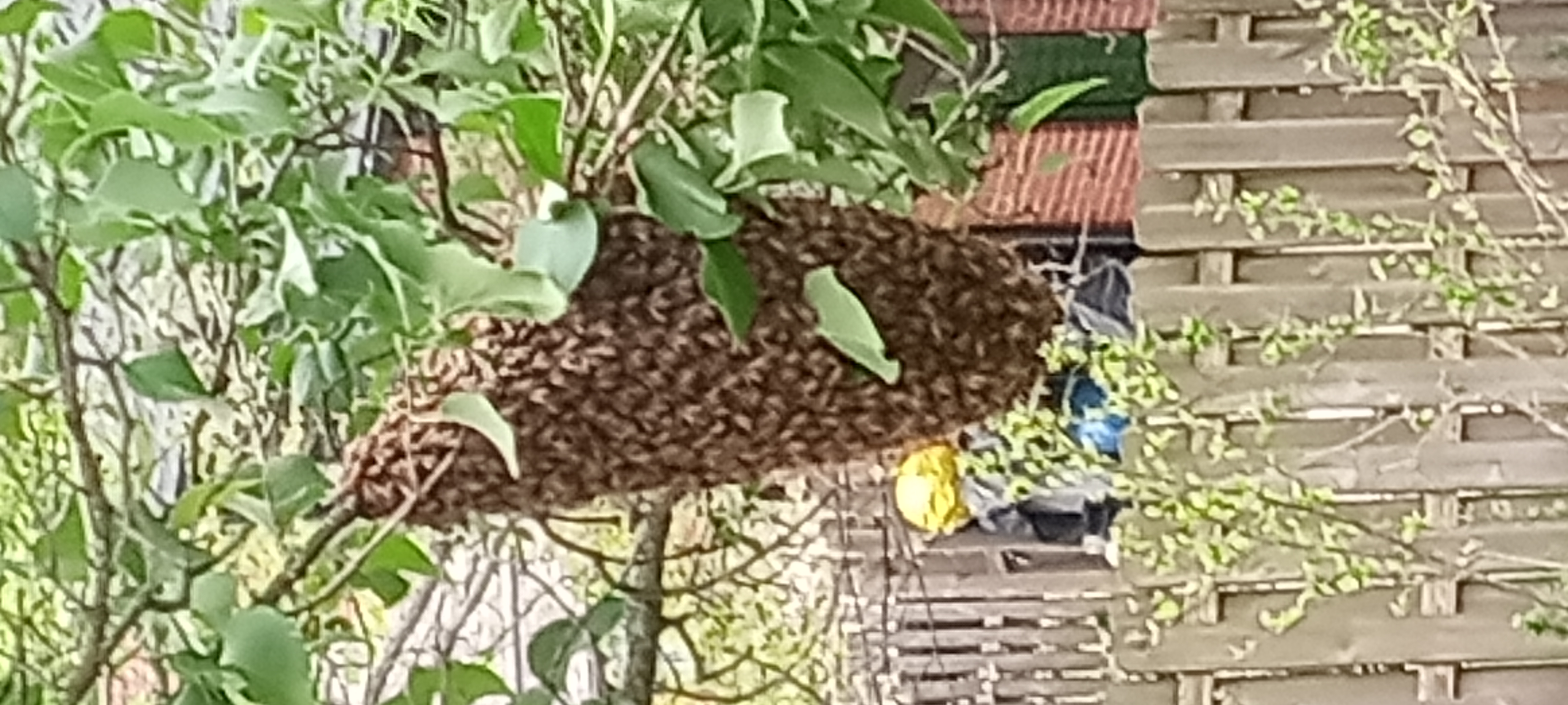 Reported a Bee Swarm in Oklahoma? What Happens Next