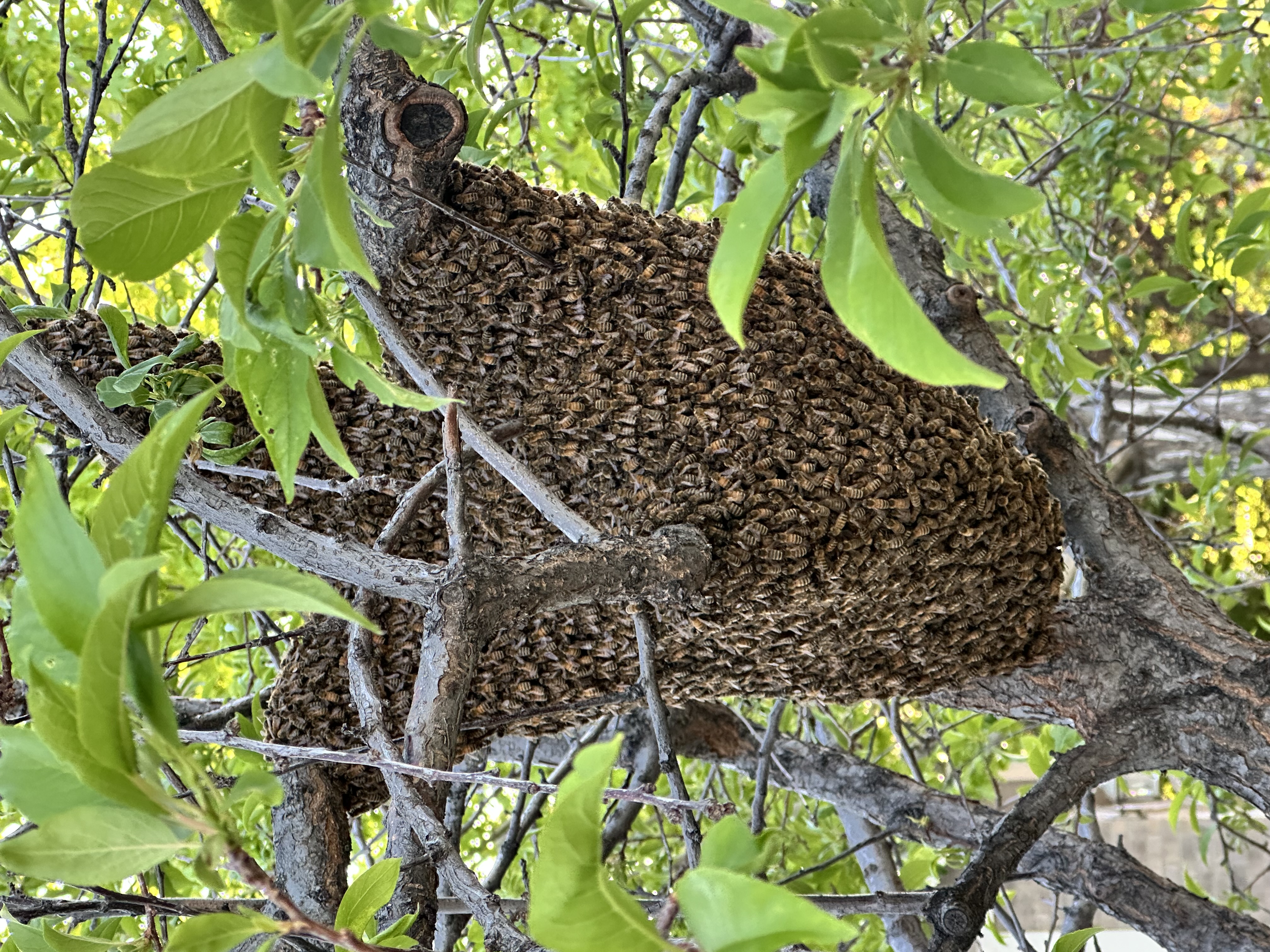 How Many Bees Are in a Swarm? A Guide to Reporting