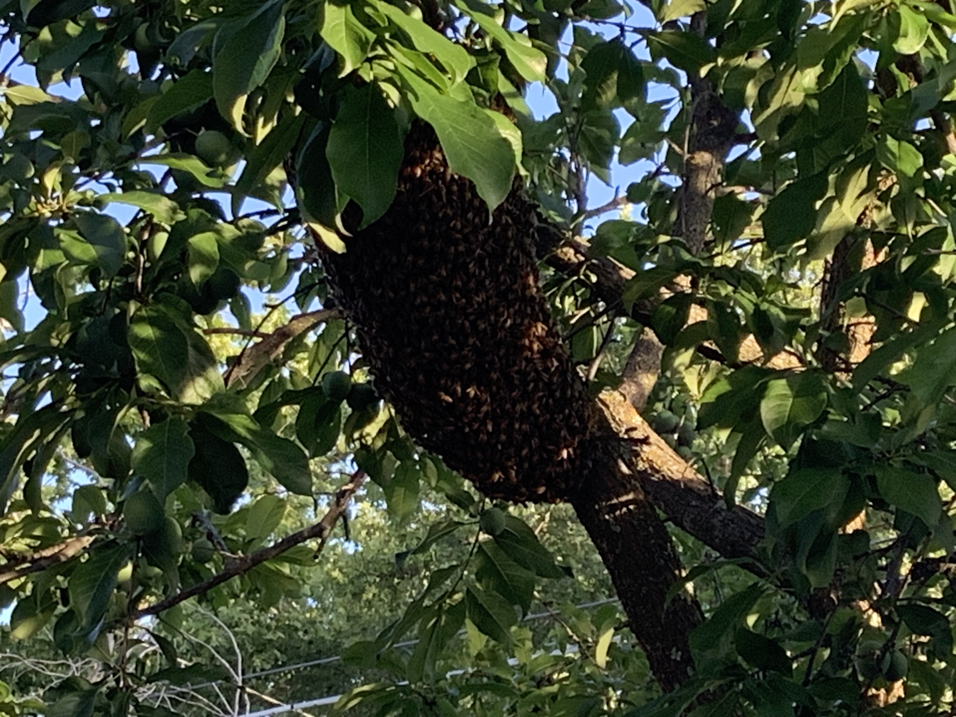 Reporting a Bee Swarm in New Jersey: What Happens Next