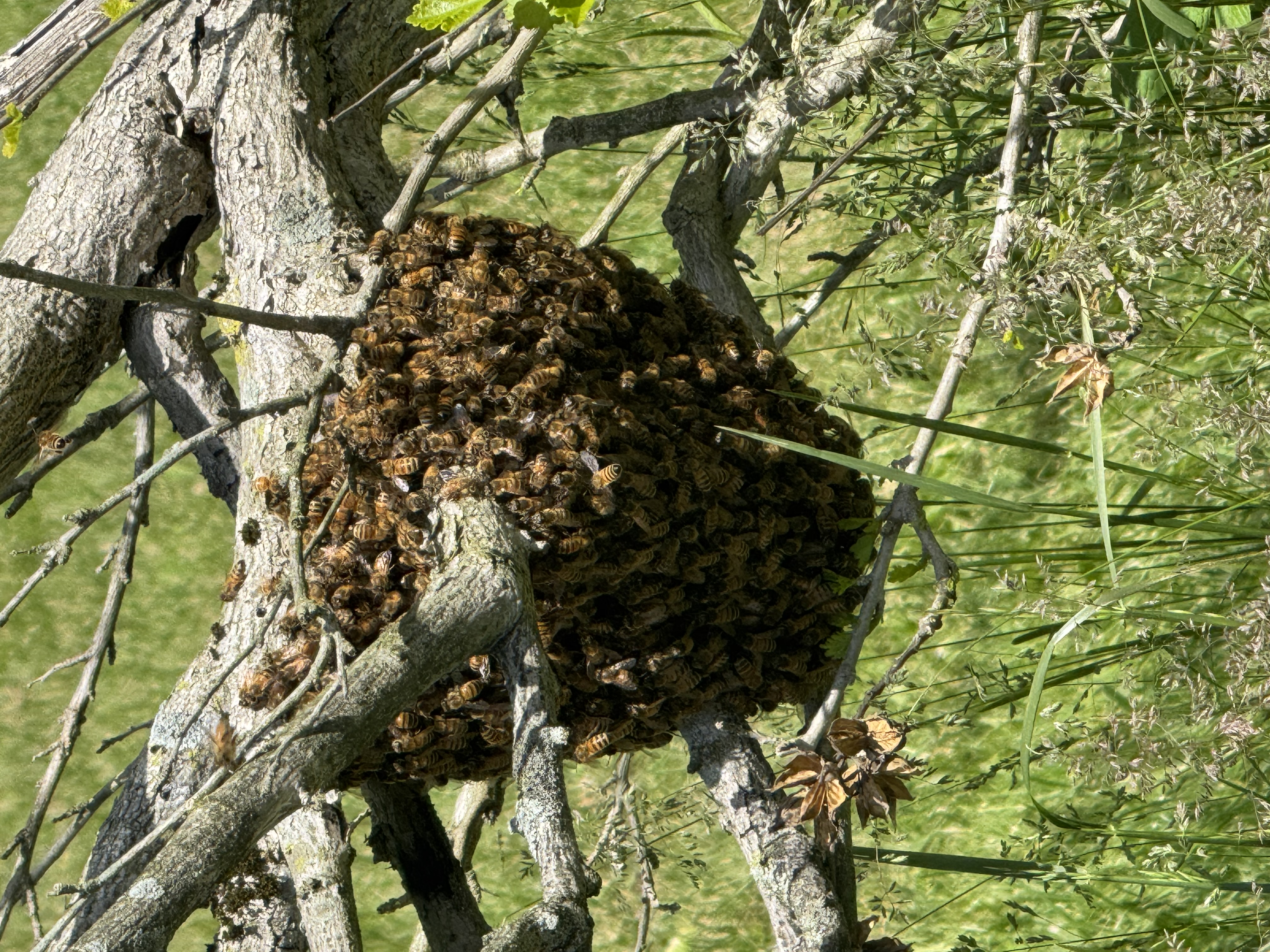 Understanding the Lifecycle of a Honey Bee Colony