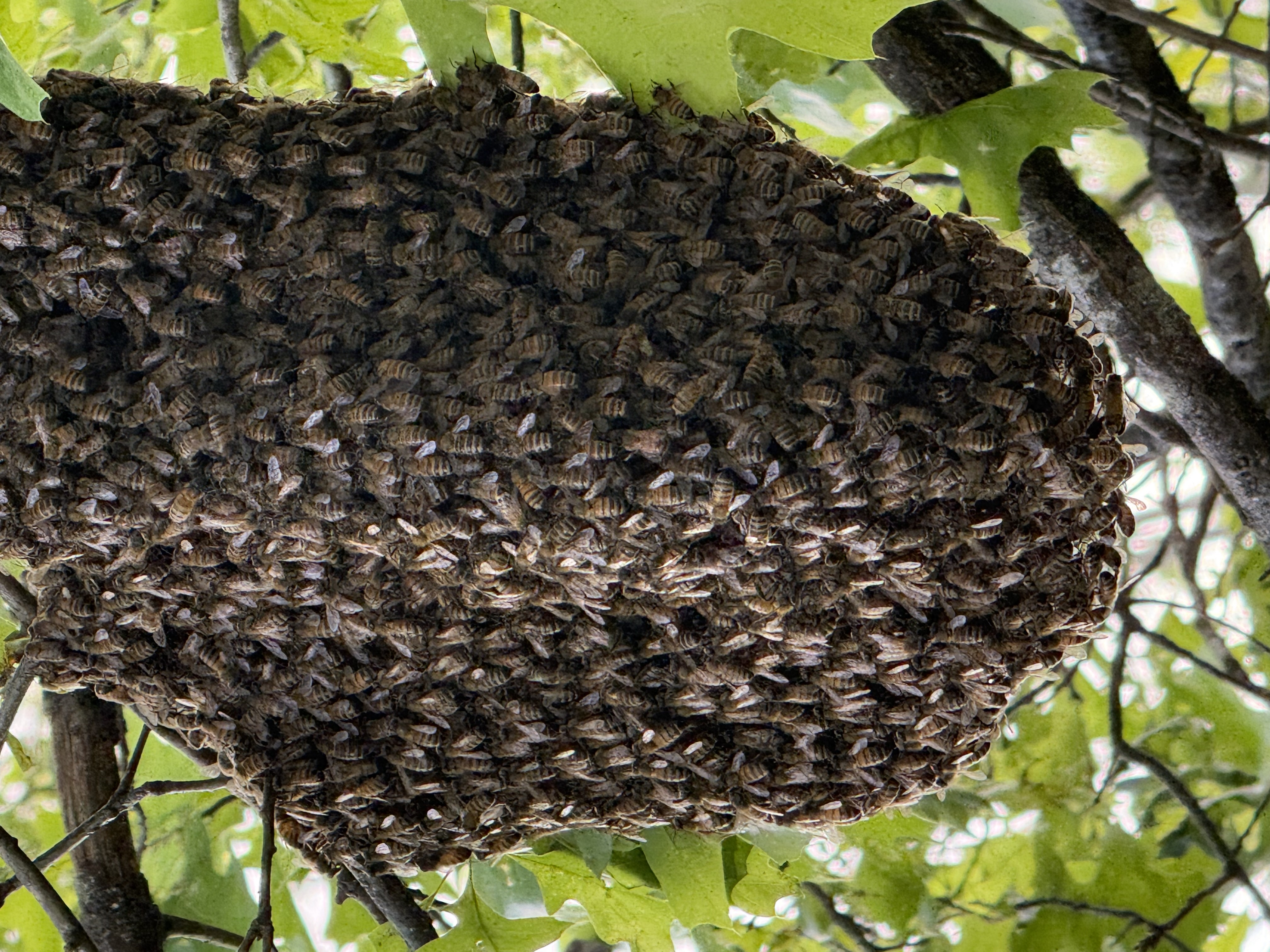 New Mexico Beekeepers: Maximize May's Swarm Rescue Opportunities