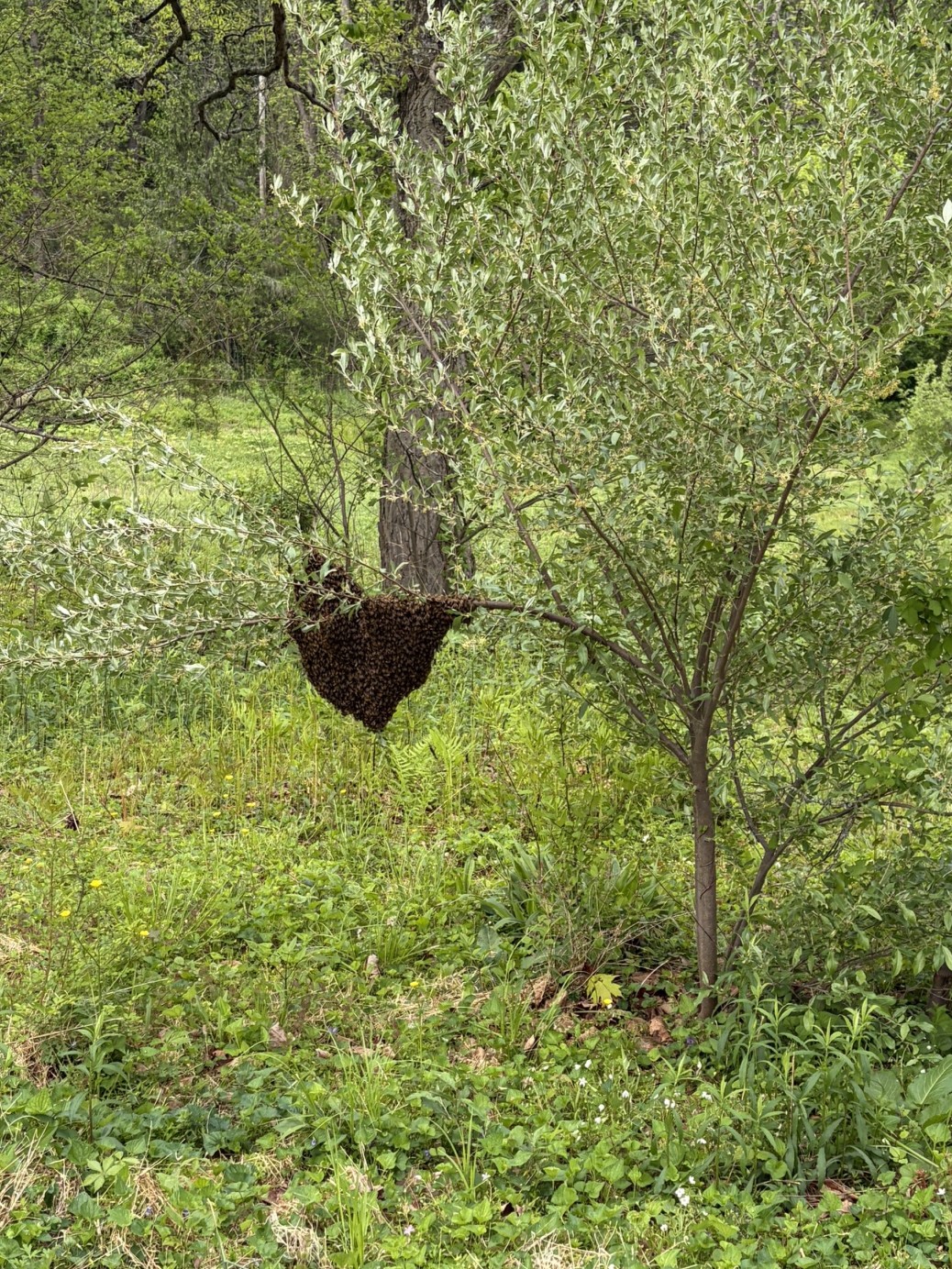 Hawaii Bee Swarm Season: A Guide to Reporting and Helping Bees