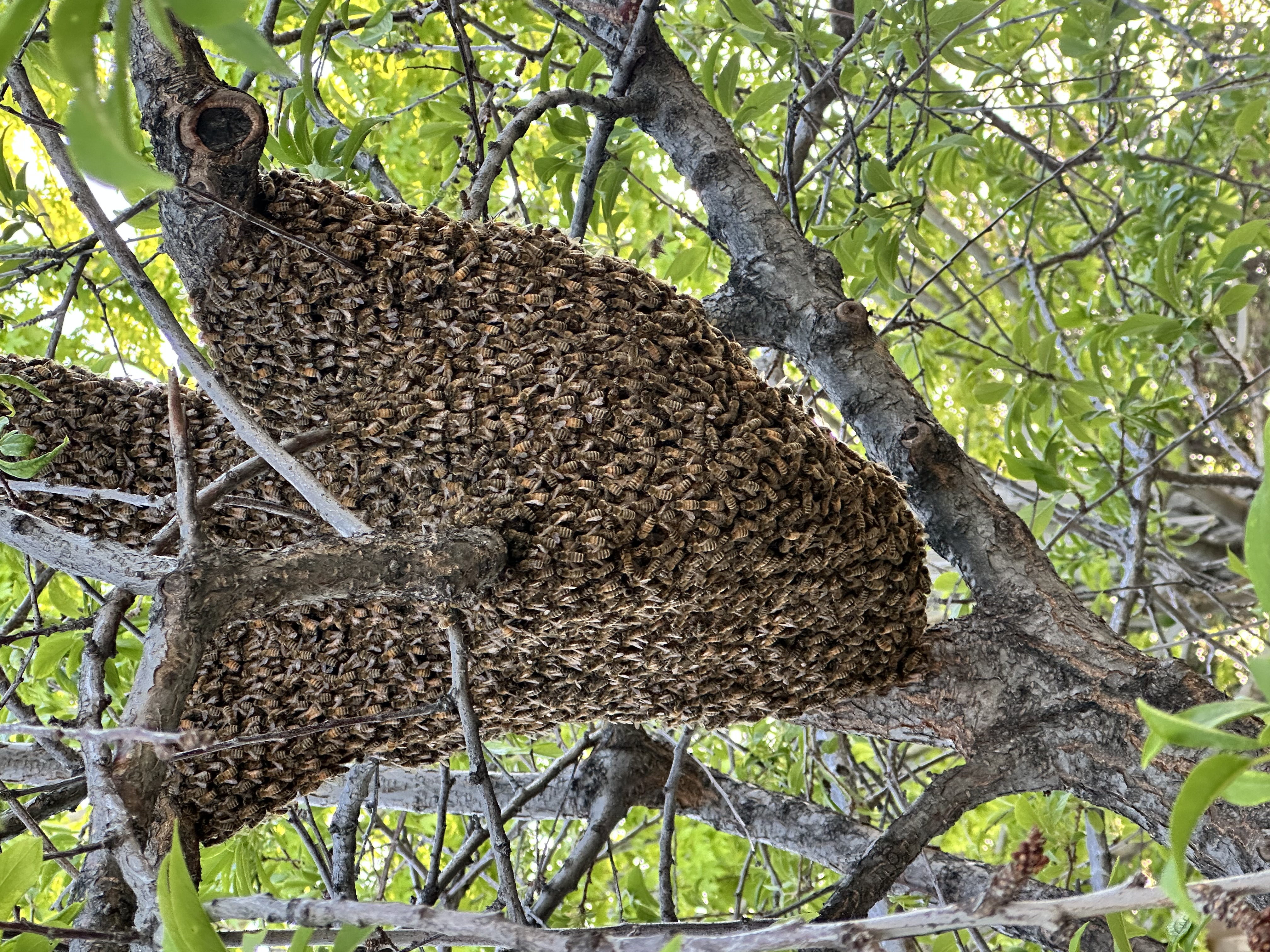 How Many Bees Are in a Swarm? A Guide to Reporting