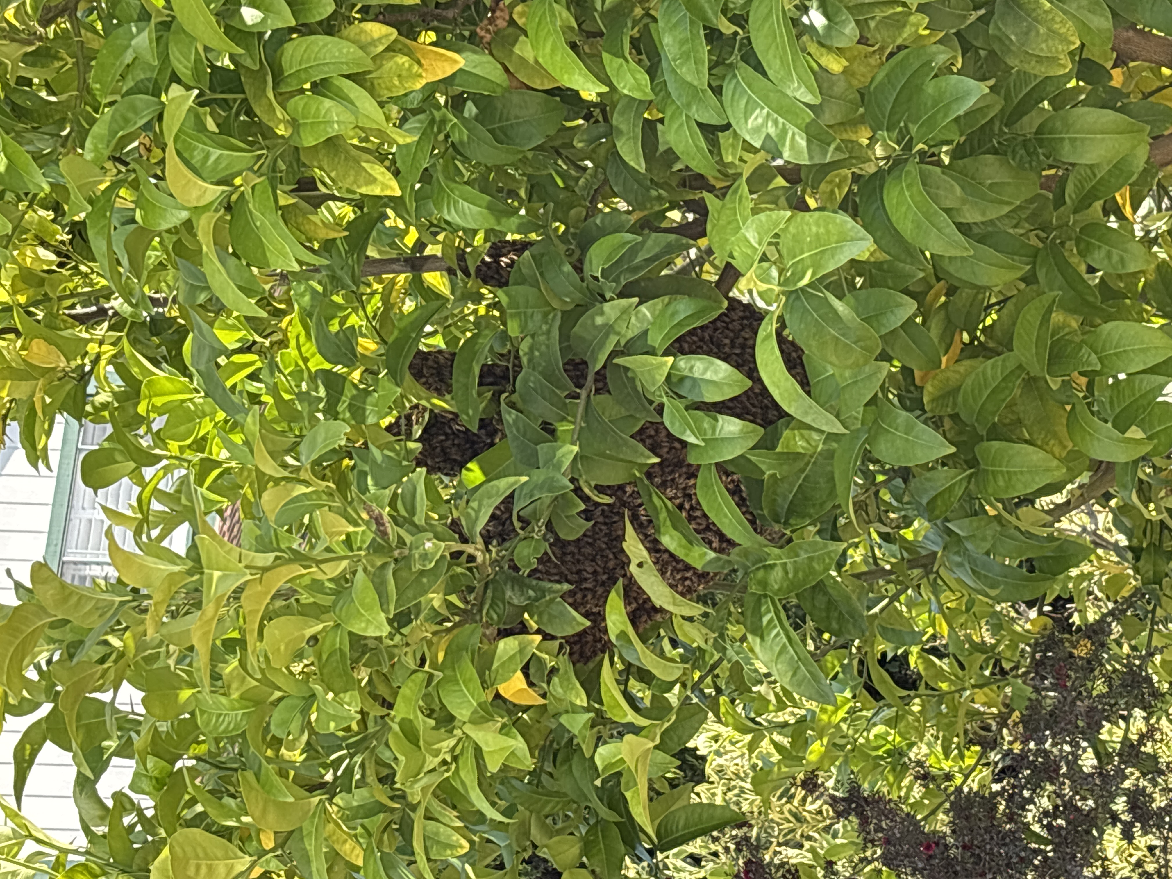 Illinois Swarm Season: Calling All Beekeepers!