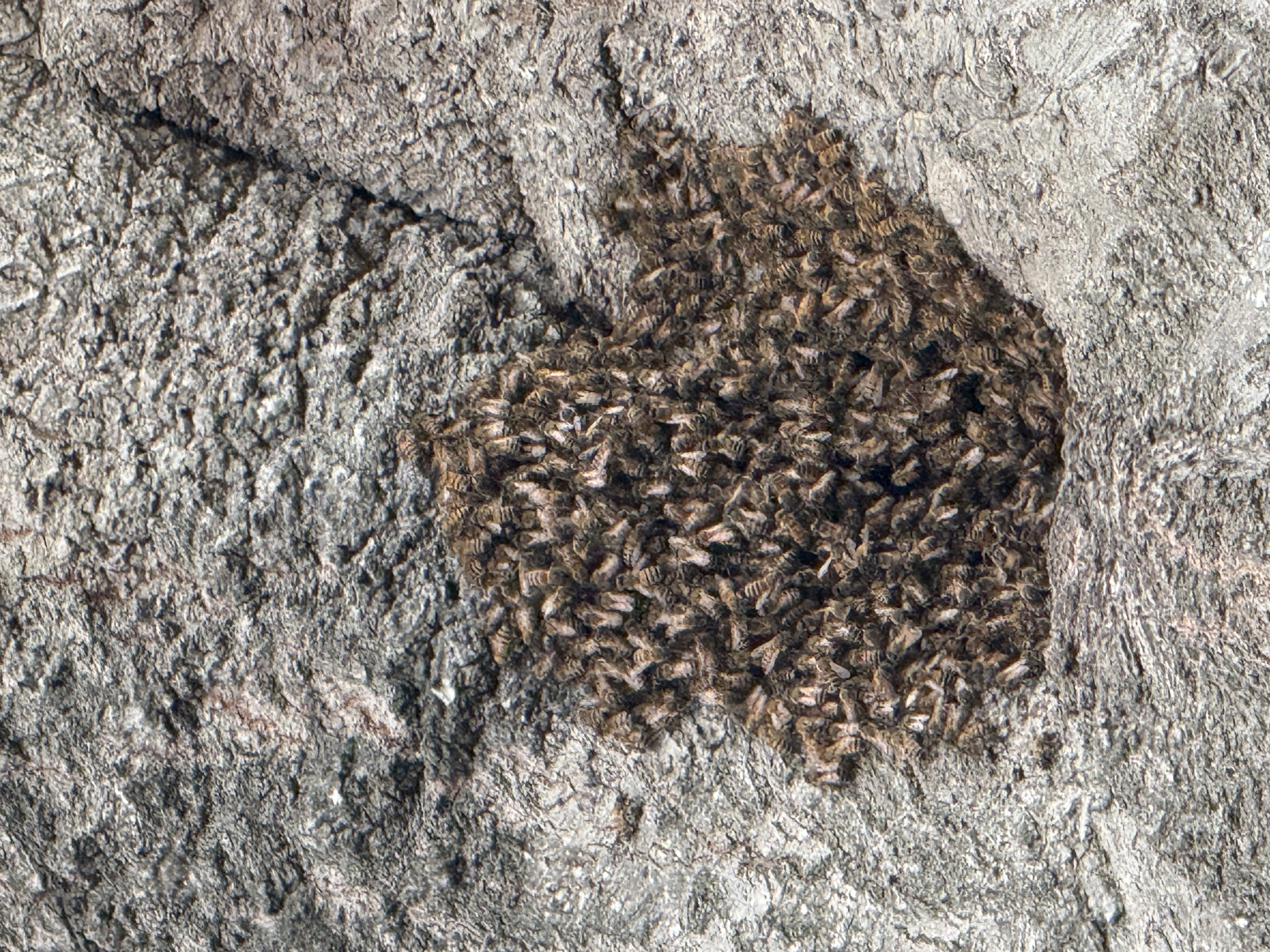 Reported a Bee Swarm in Hawaii? What Happens Next