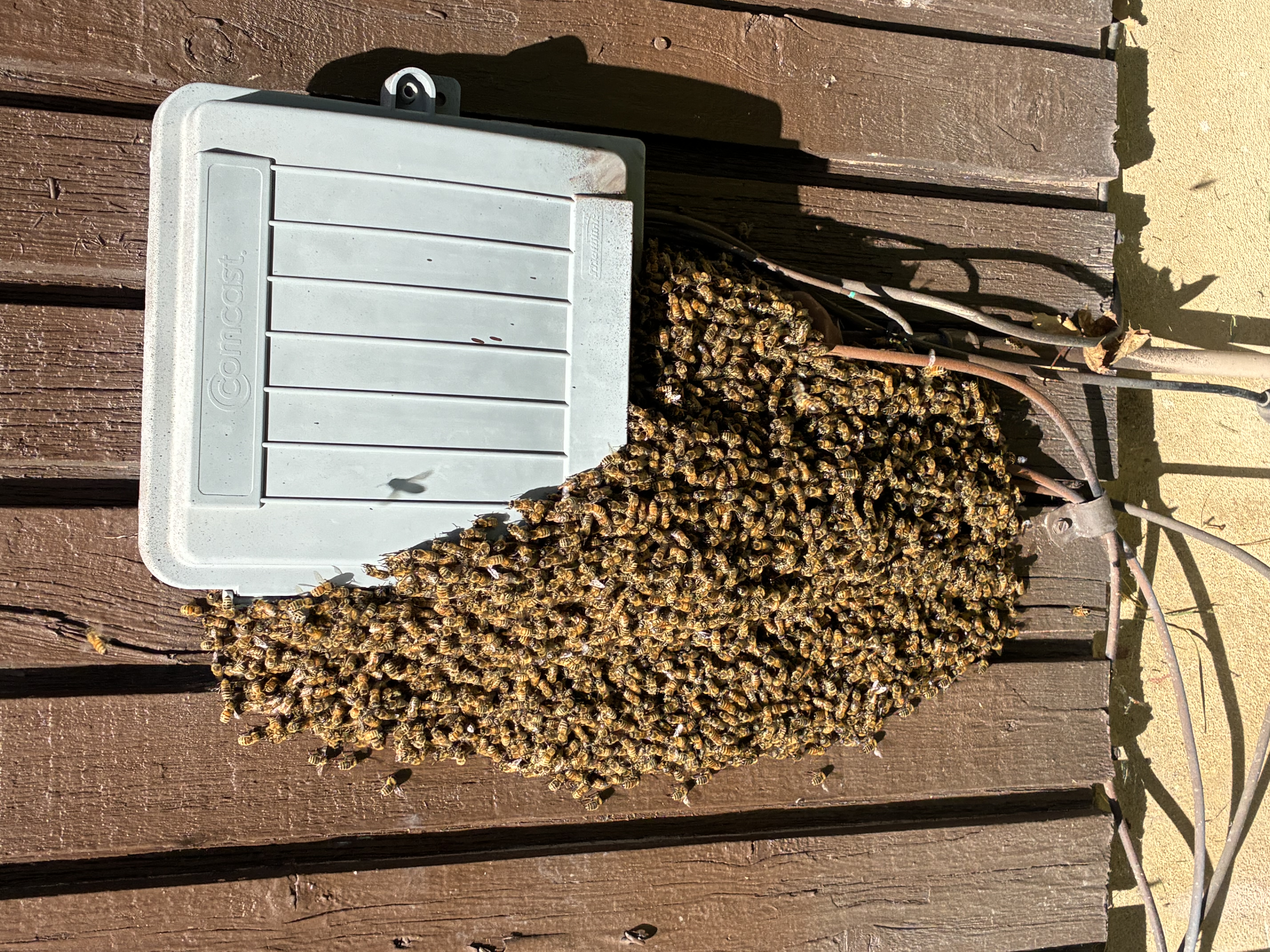 Reported a Bee Swarm in Missouri? What Happens Next
