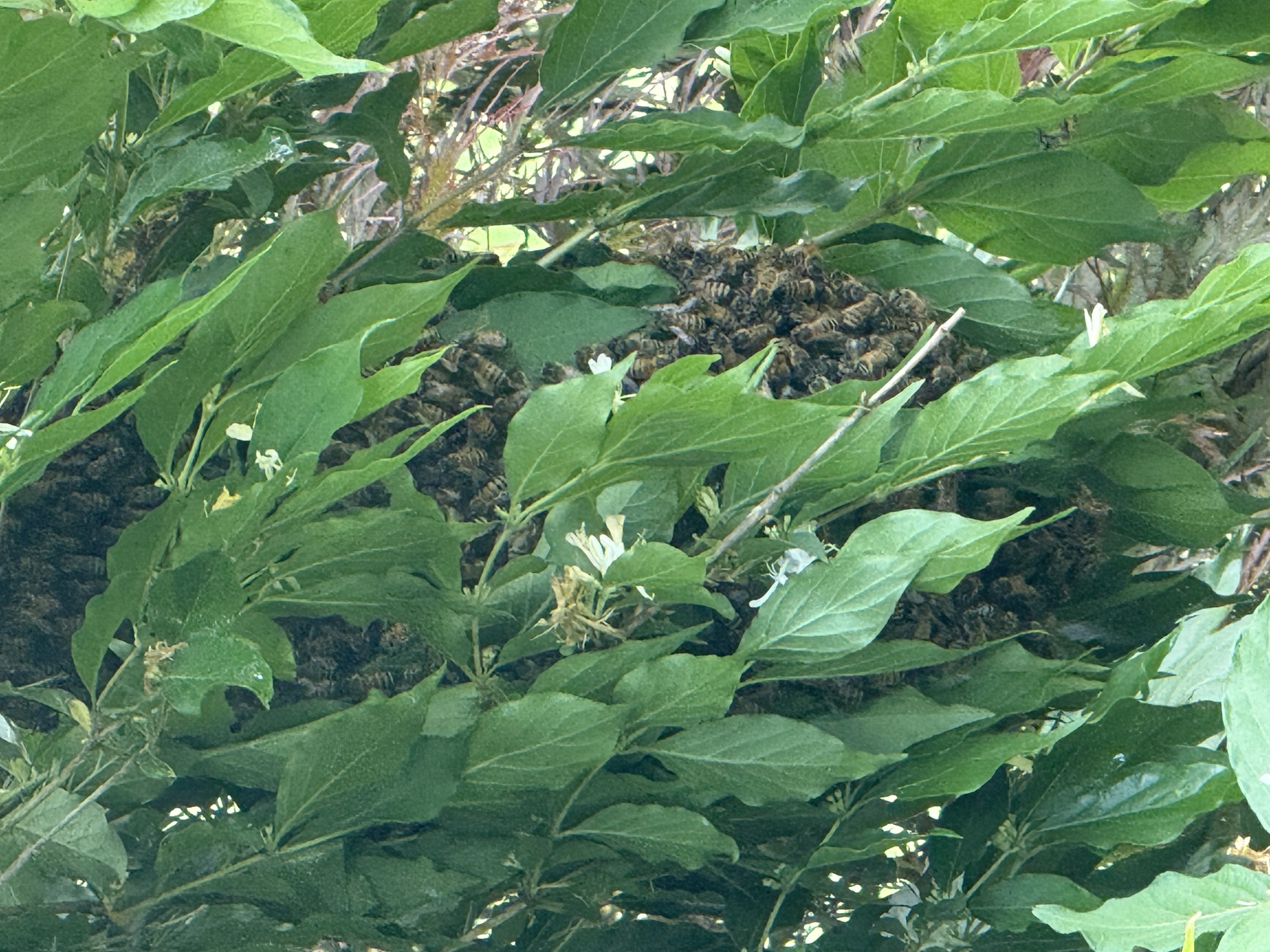 Saw a Bee Swarm in NJ? Here's What Happens Next
