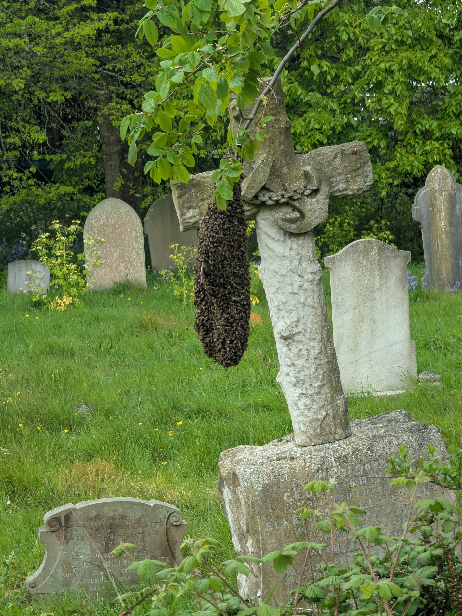 Maryland Bee Swarm Report: A Guide for Spring