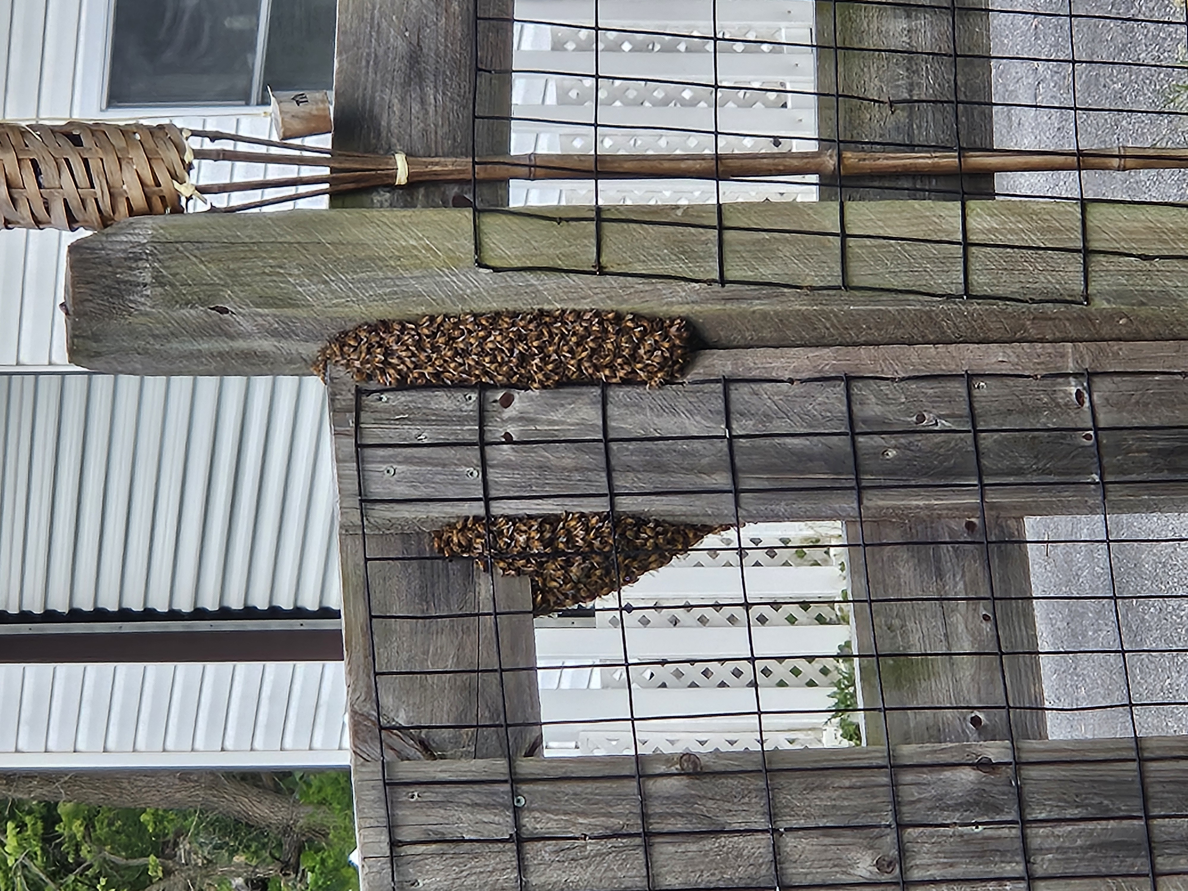 Minnesota Bee Swarm Season: A Guide for Residents