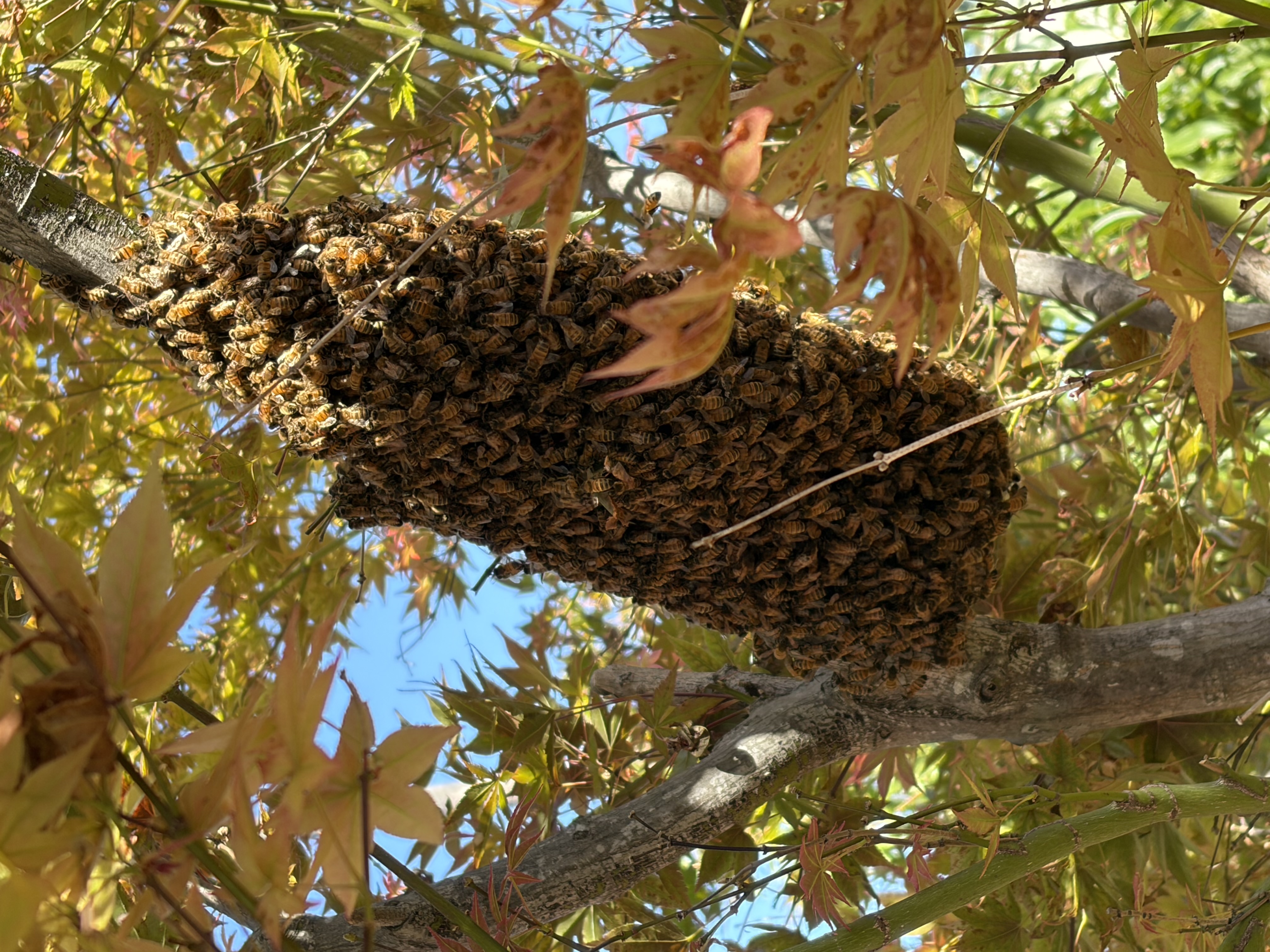 What to Expect After Reporting a Bee Swarm in Minnesota