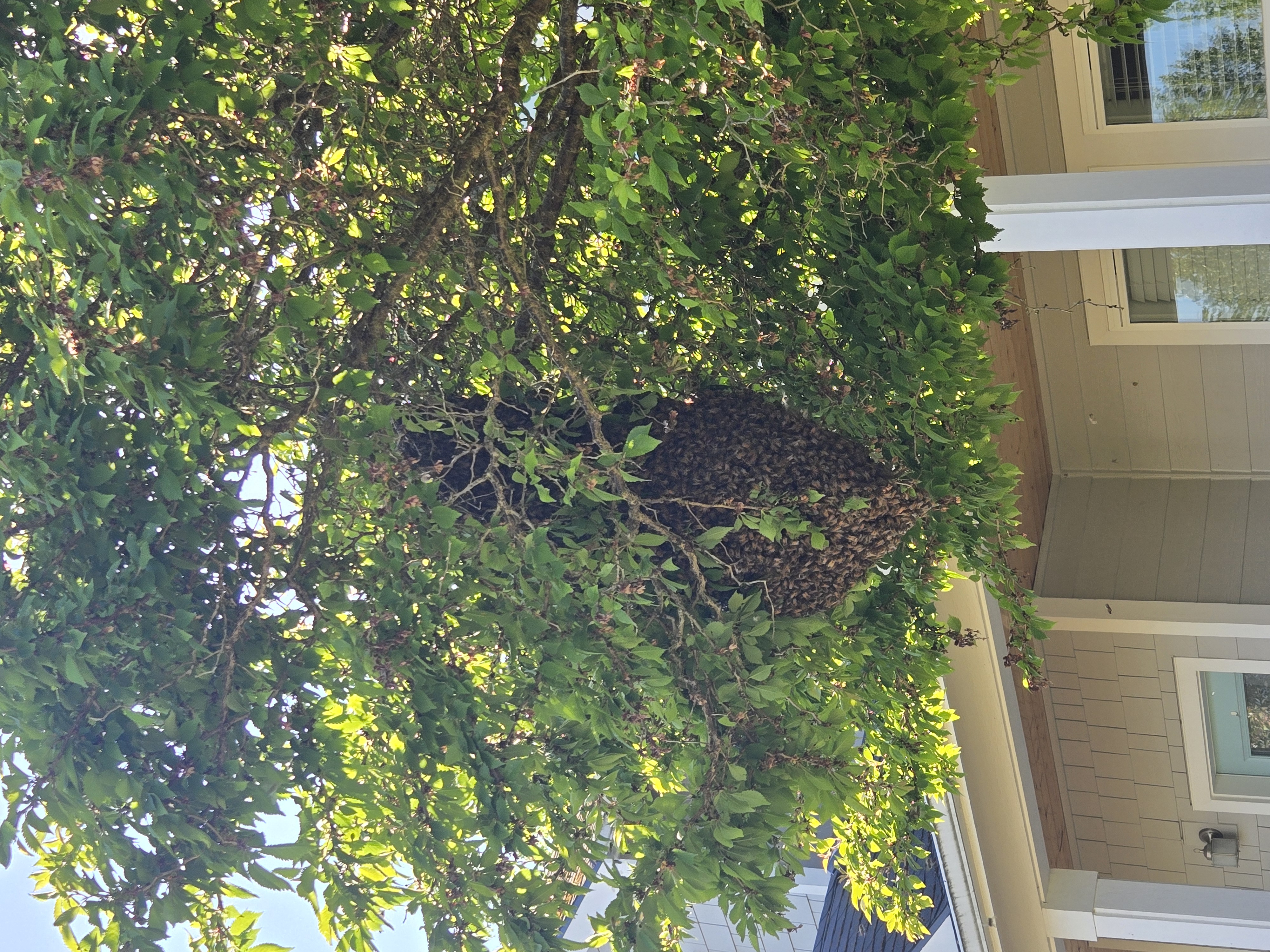 Beekeepers Needed for Oregon Swarm Collection This Spring