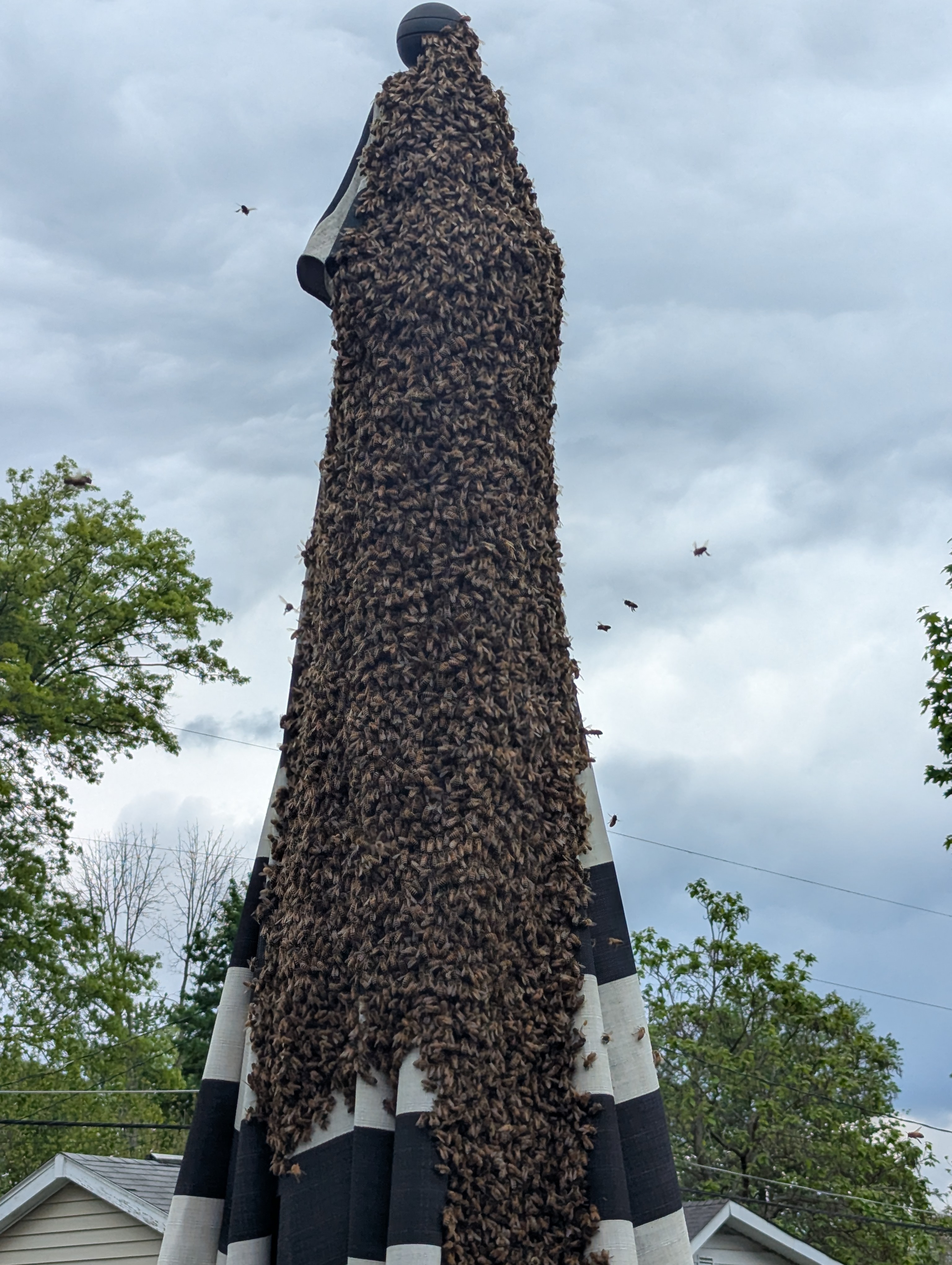 Maryland's Swarm Season: How You Can Protect Local Honey Bees